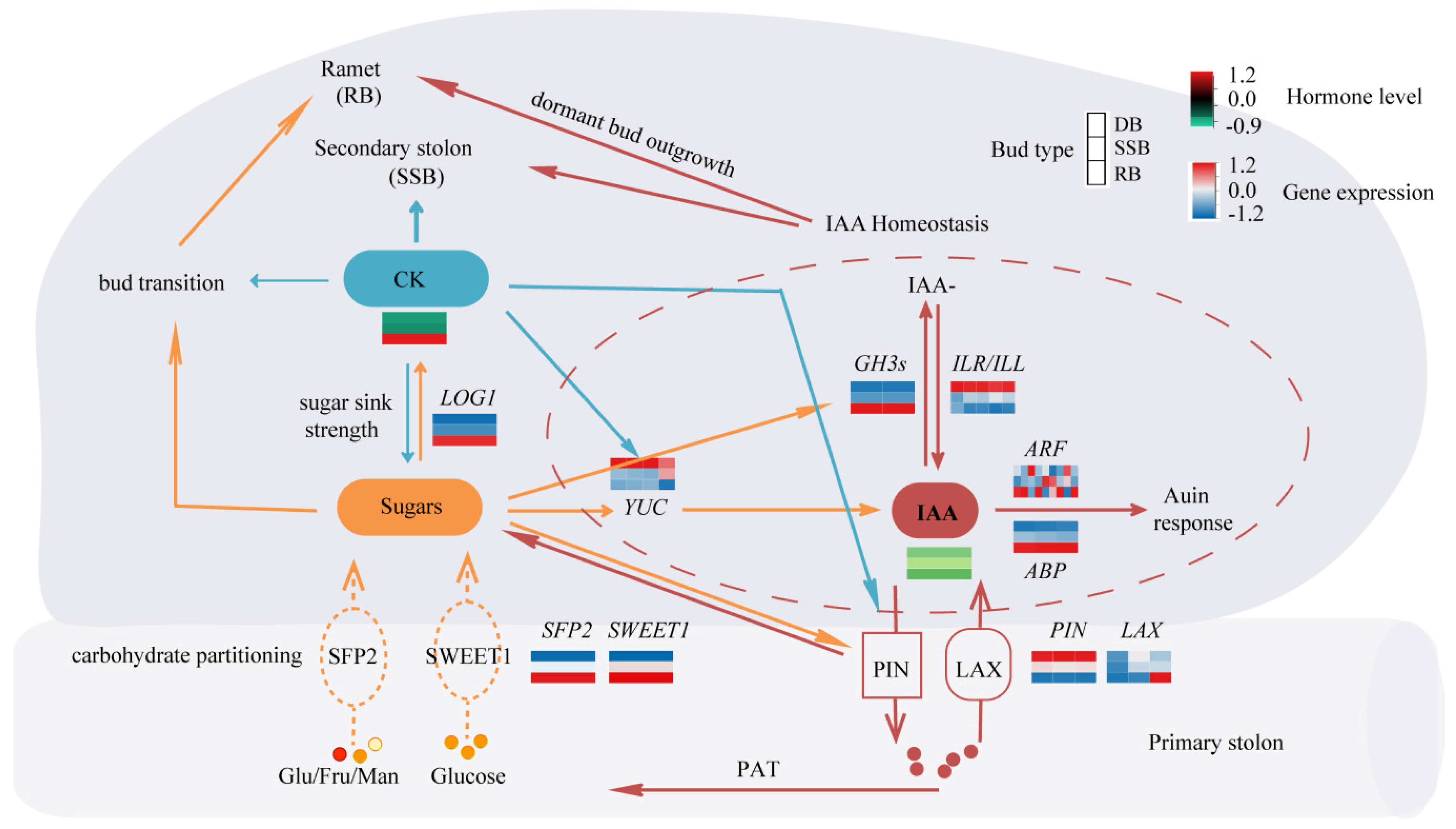 Plants 13 02241 g004