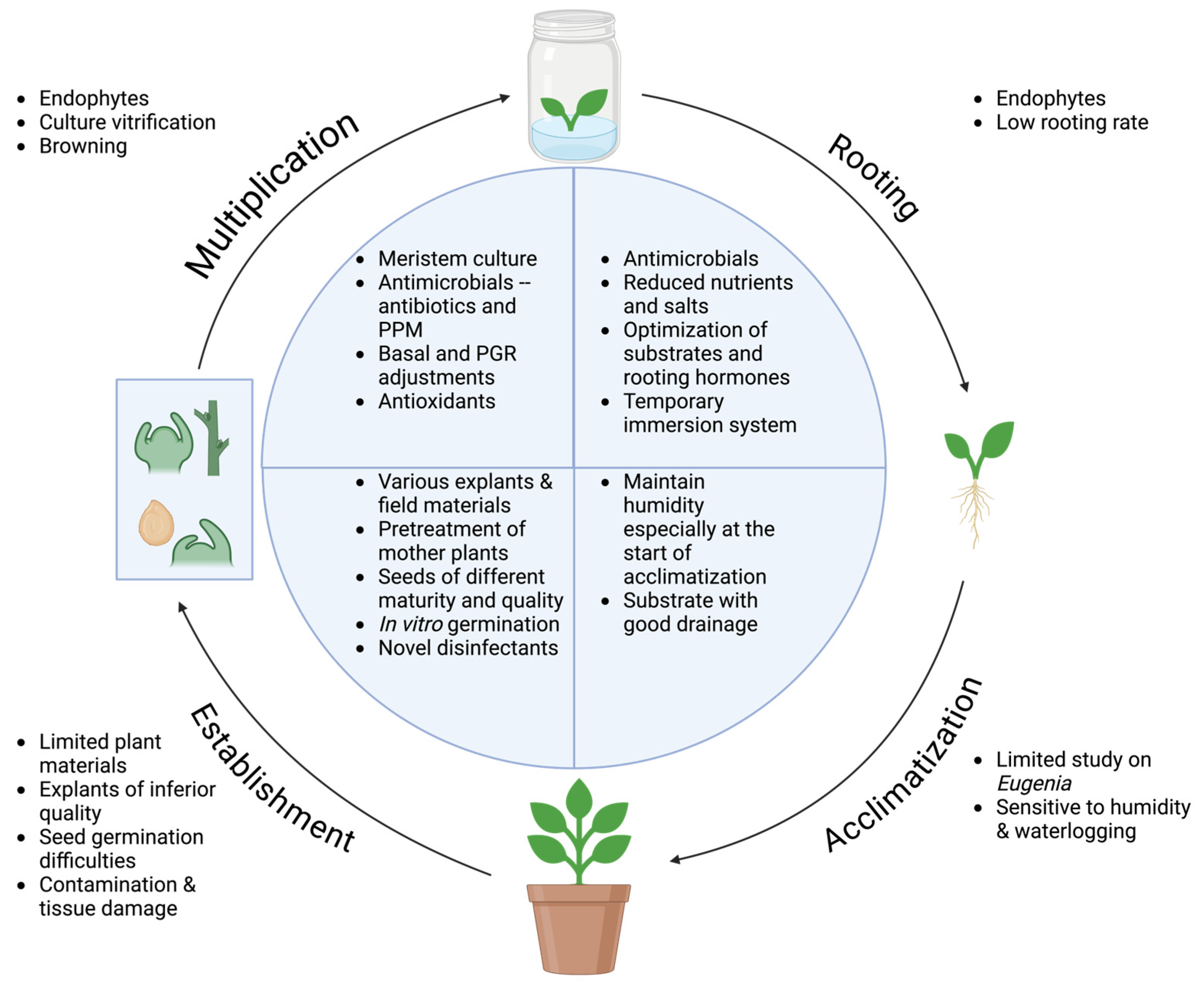 Plants 13 02244 g001
