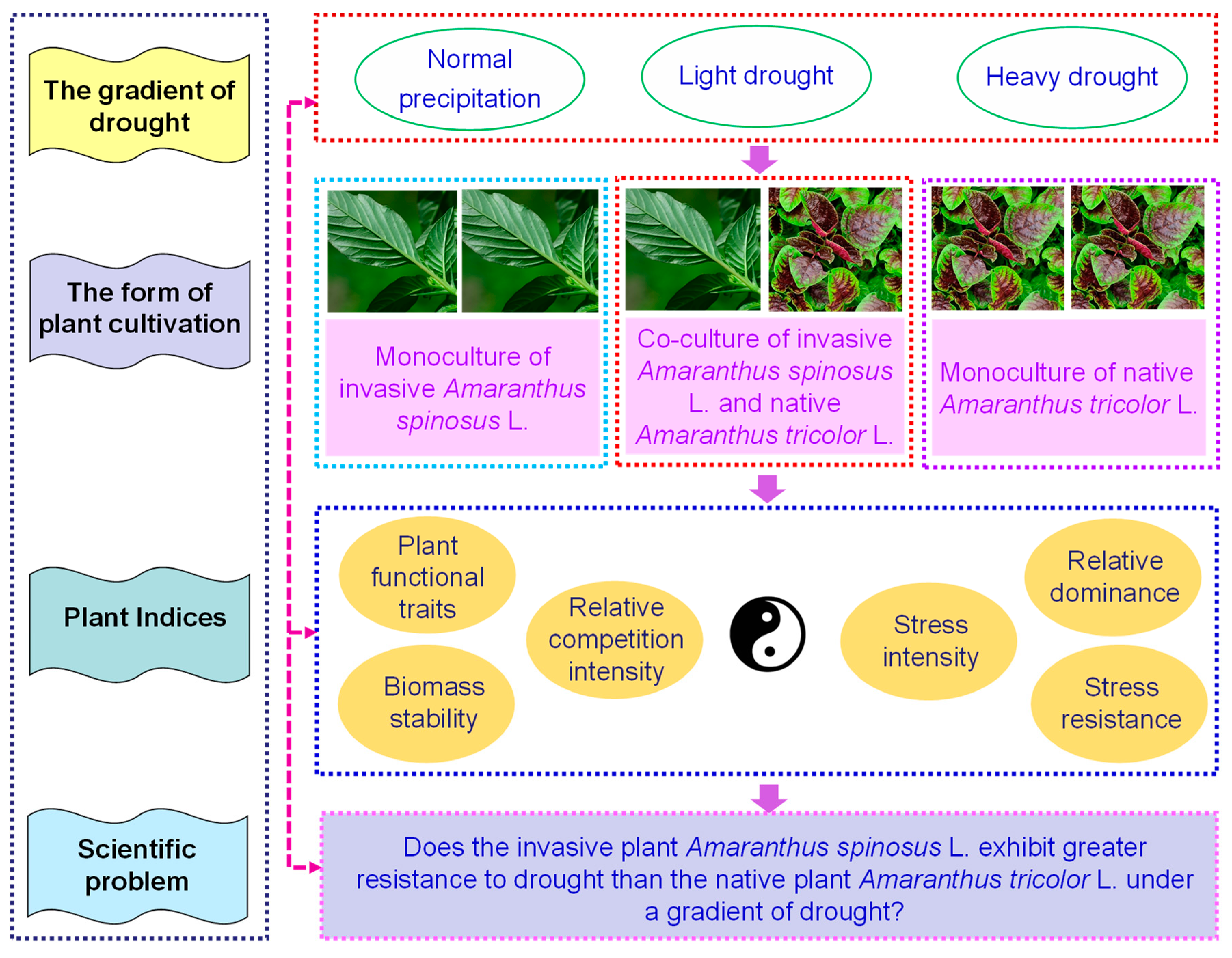 Plants 13 02251 g001