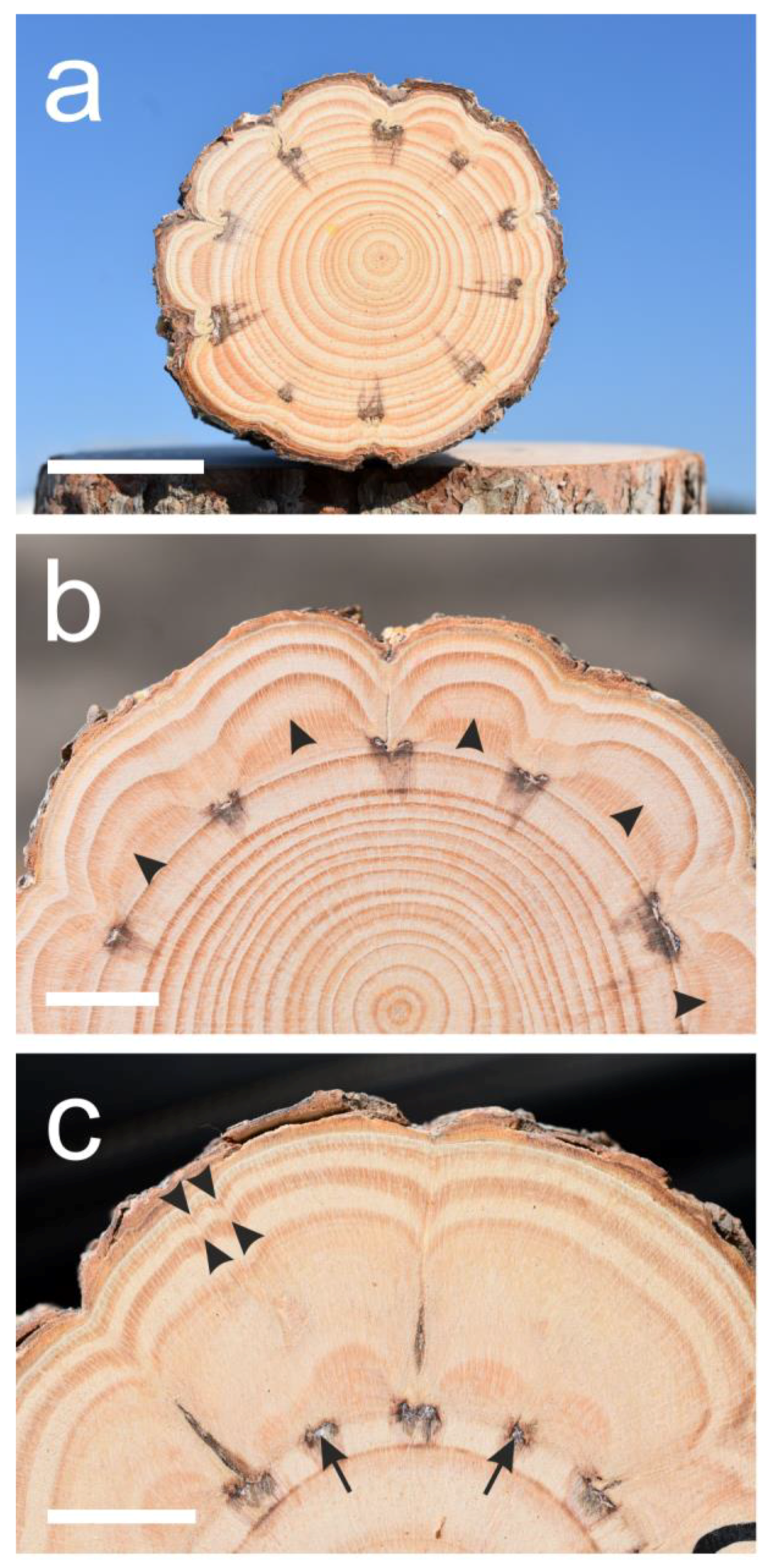 Plants 13 02265 g002