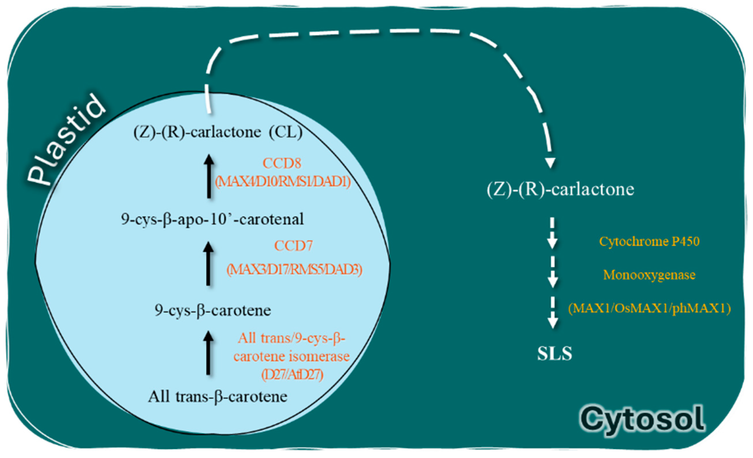 Plants 13 02269 g003