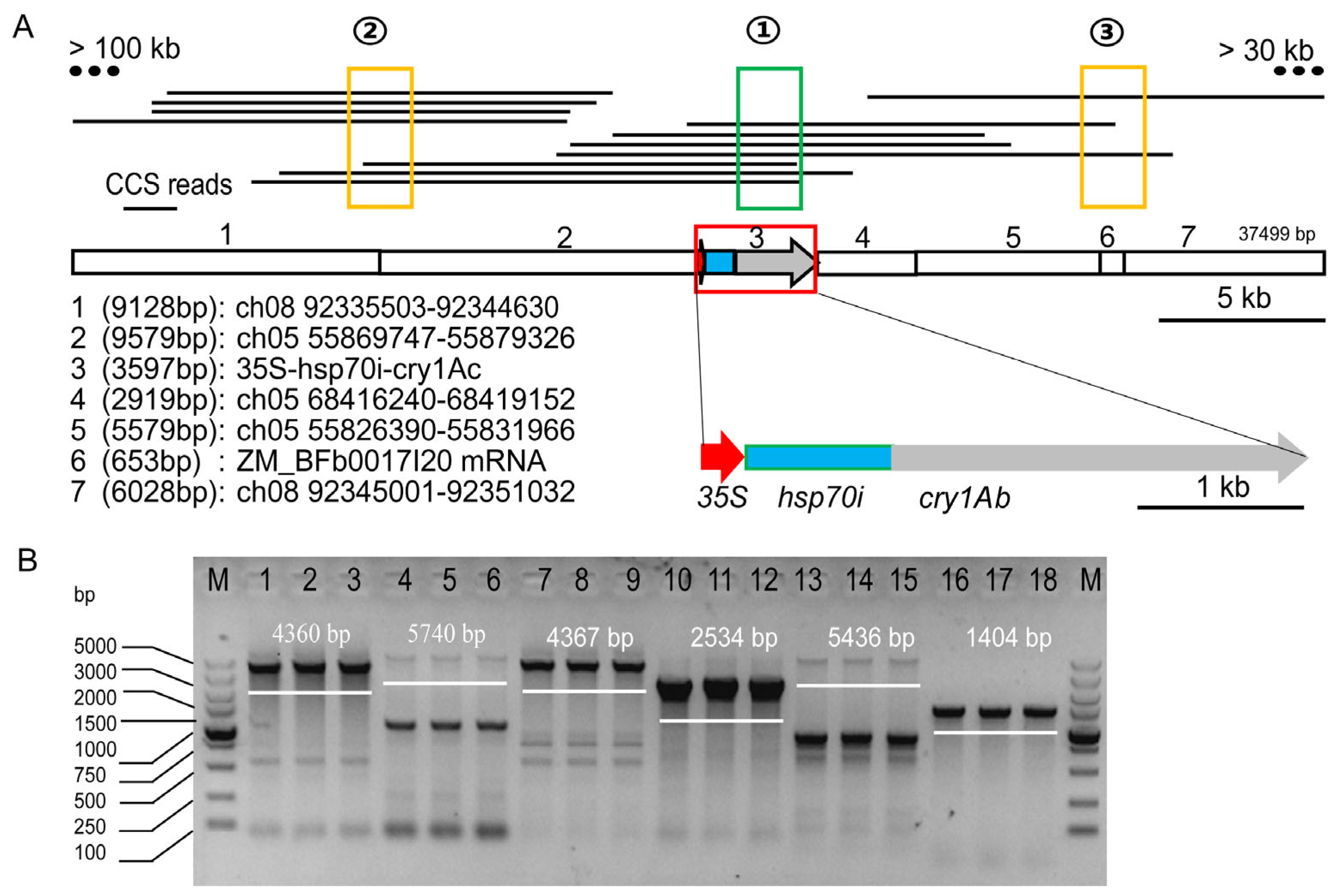 Plants 13 02276 g001