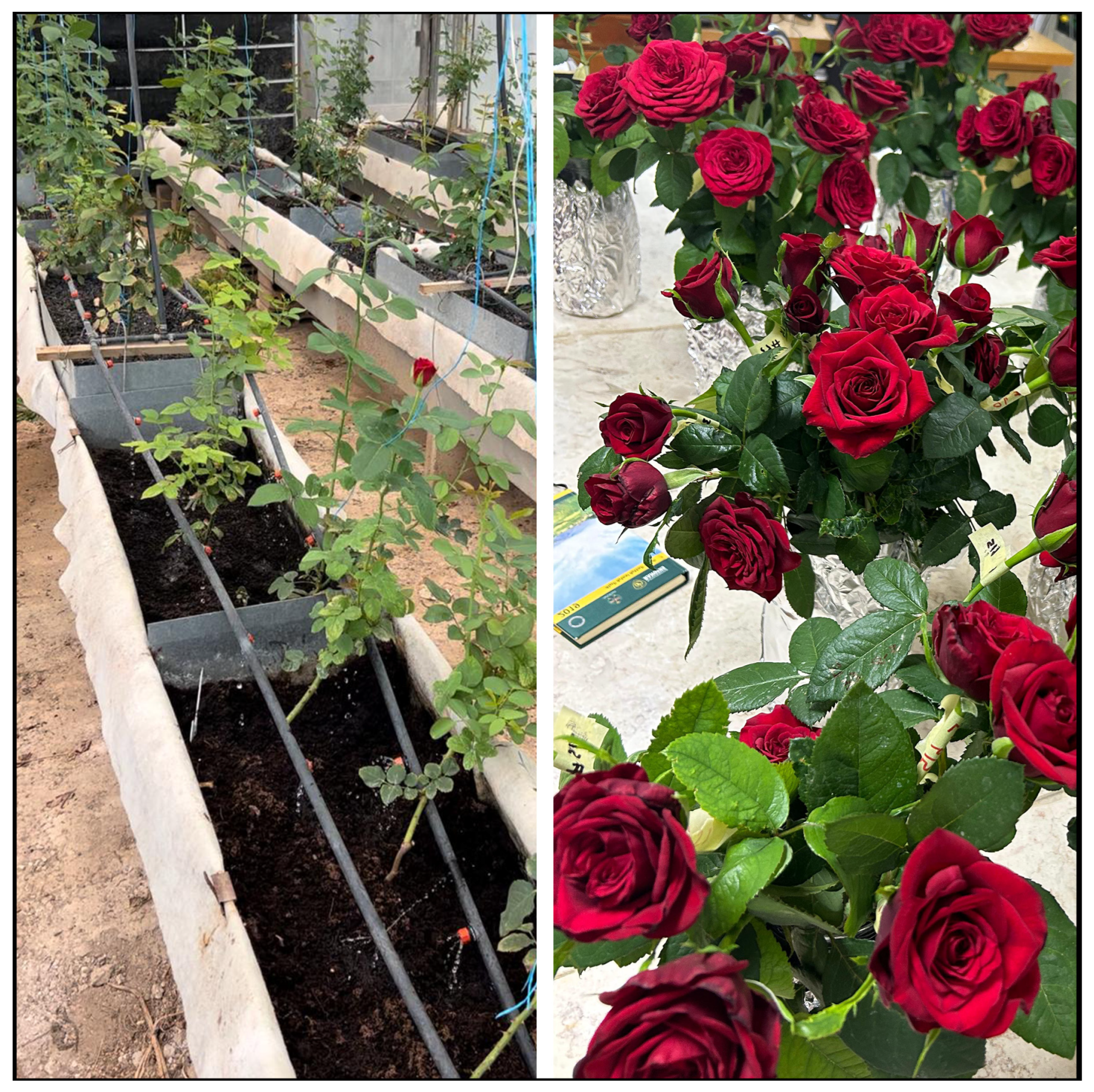 Plants 13 02293 g004