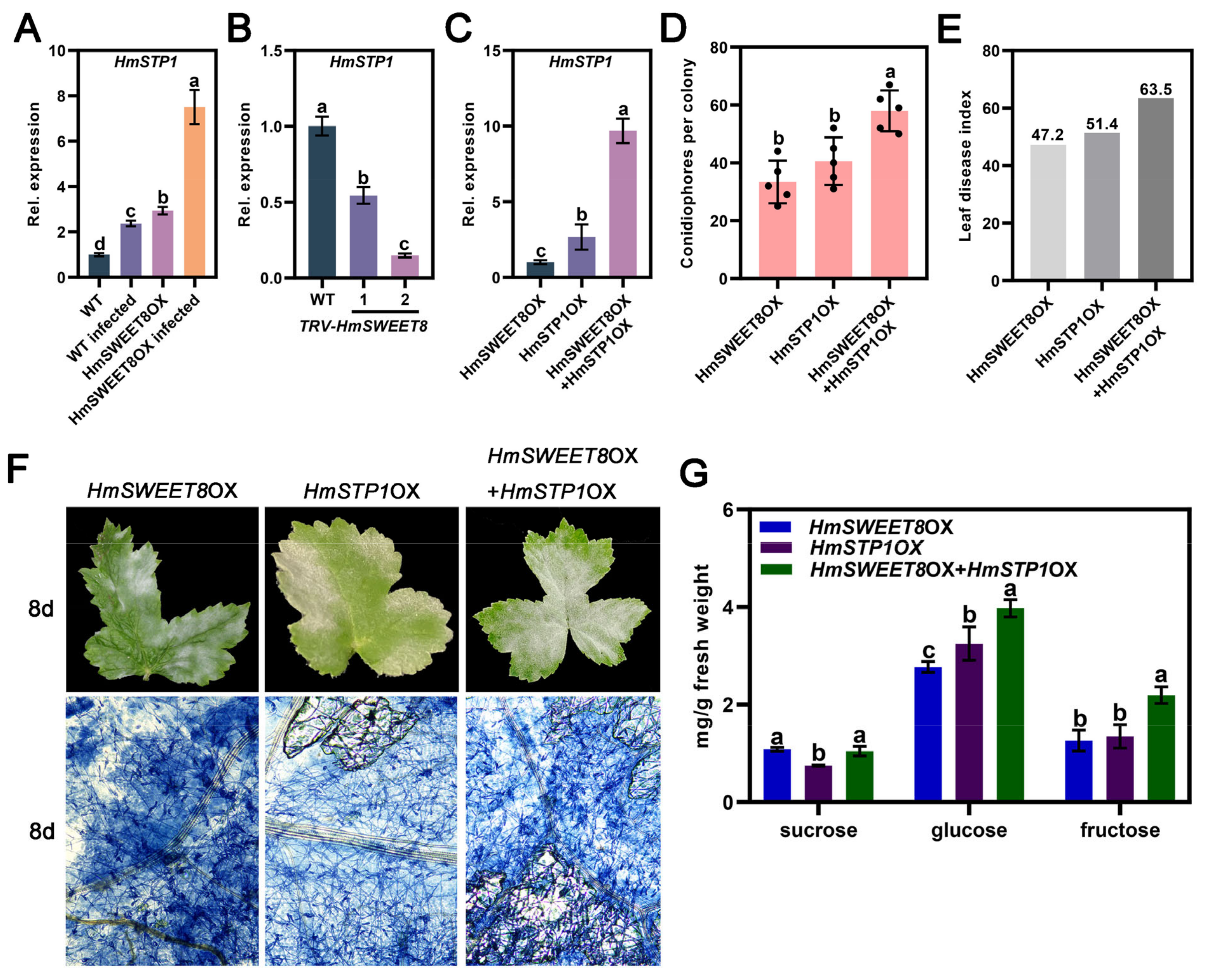 Plants 13 02302 g006
