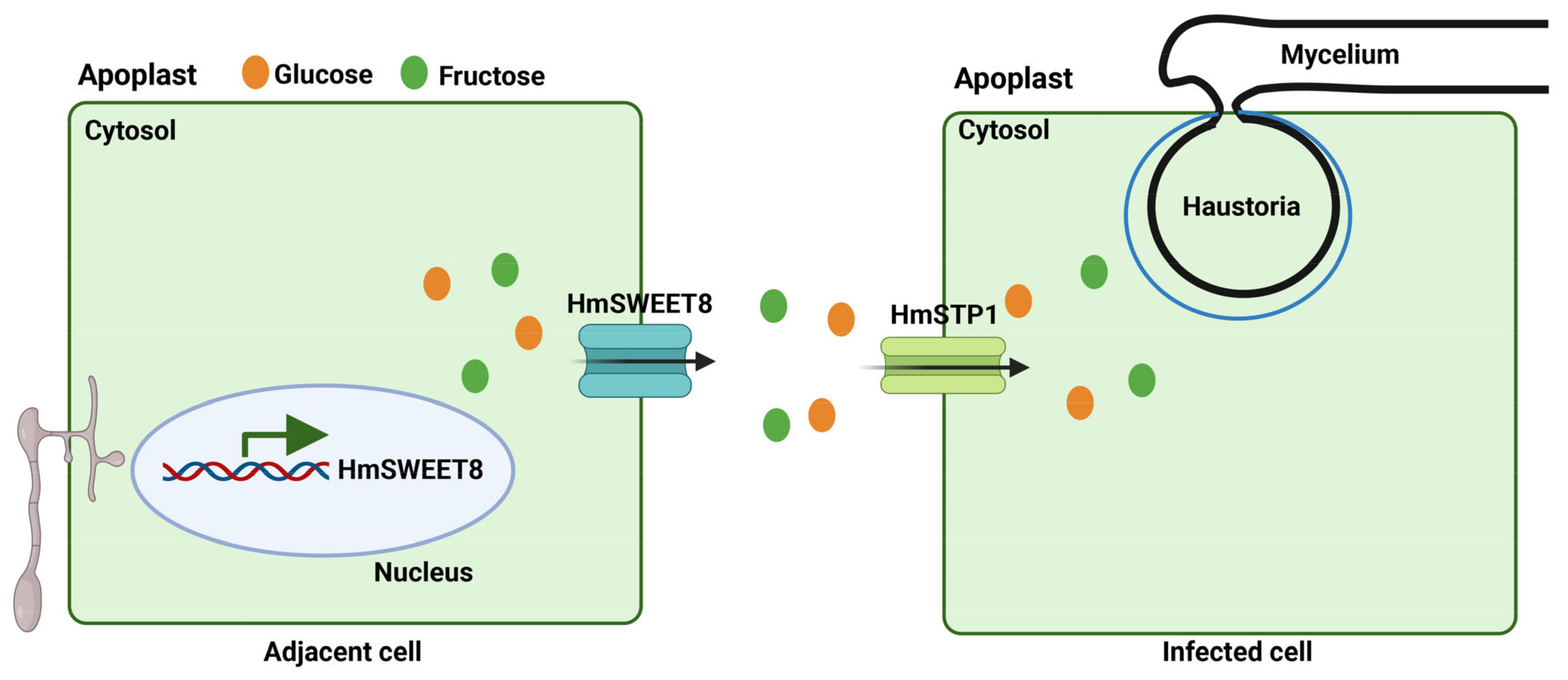 Plants 13 02302 g007