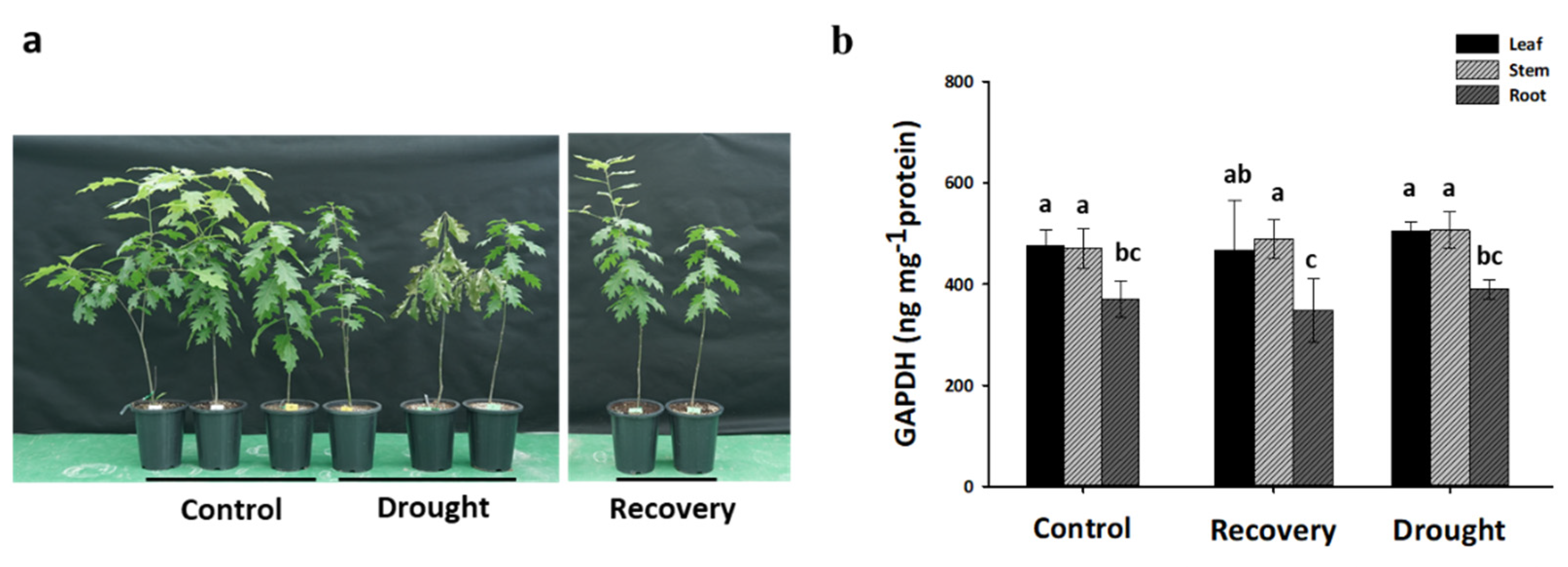 Plants 13 02312 g009