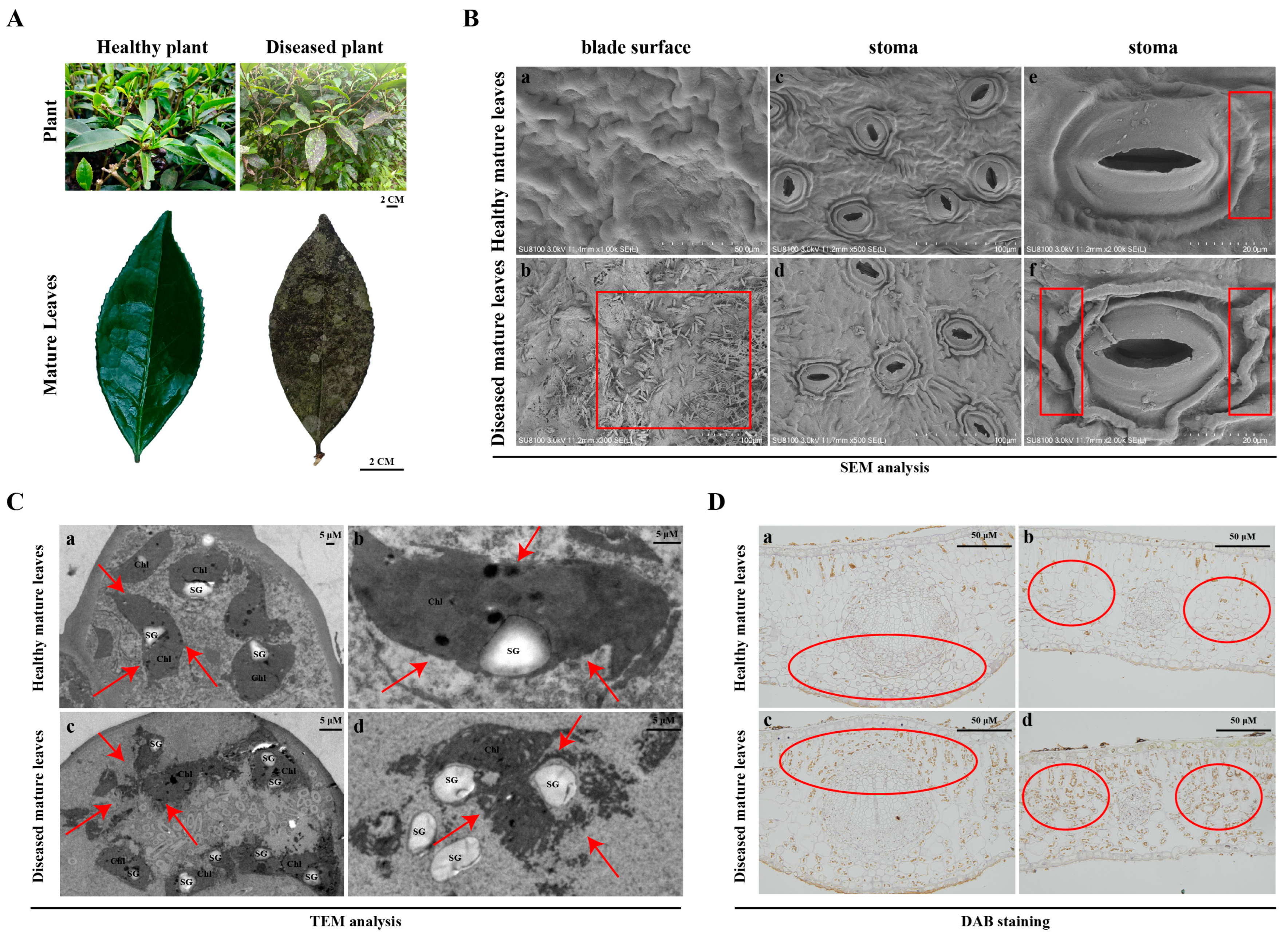 Plants 13 02321 g001