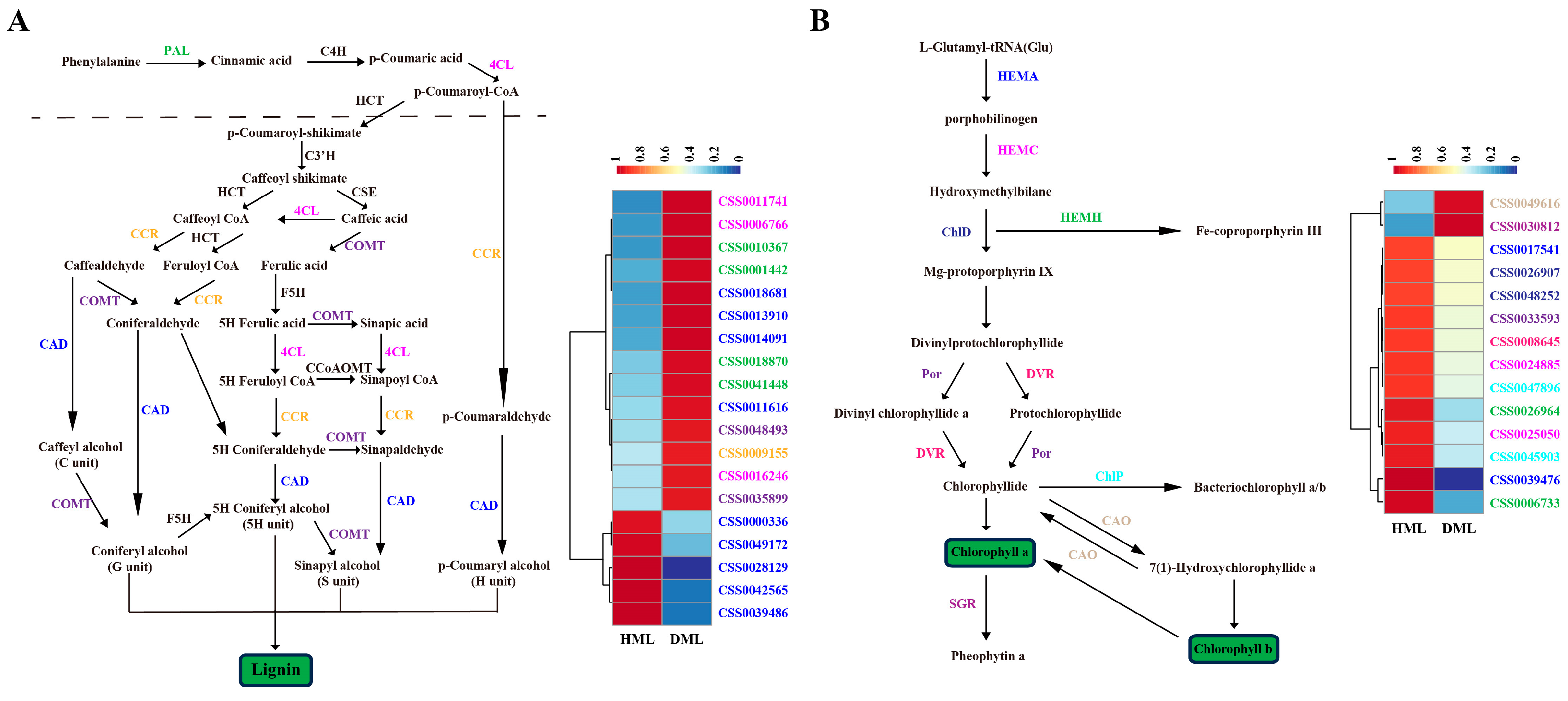 Plants 13 02321 g004