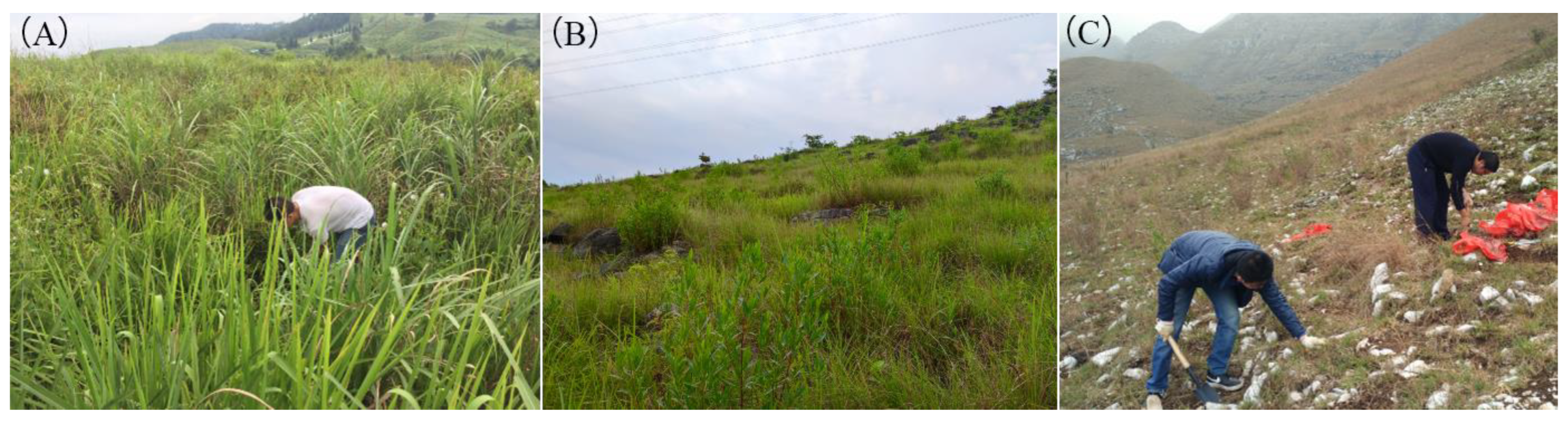 Plants 13 02329 g007