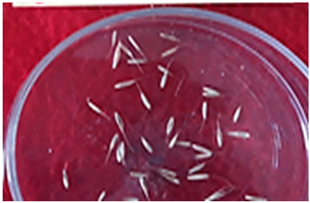 Plants 13 02331 i007