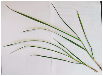 Plants 13 02331 i011