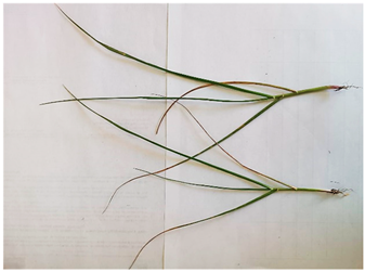 Plants 13 02331 i012