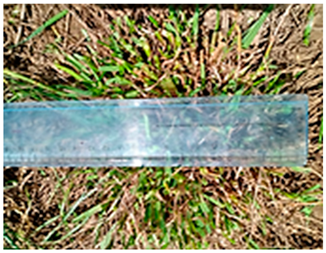 Plants 13 02331 i013