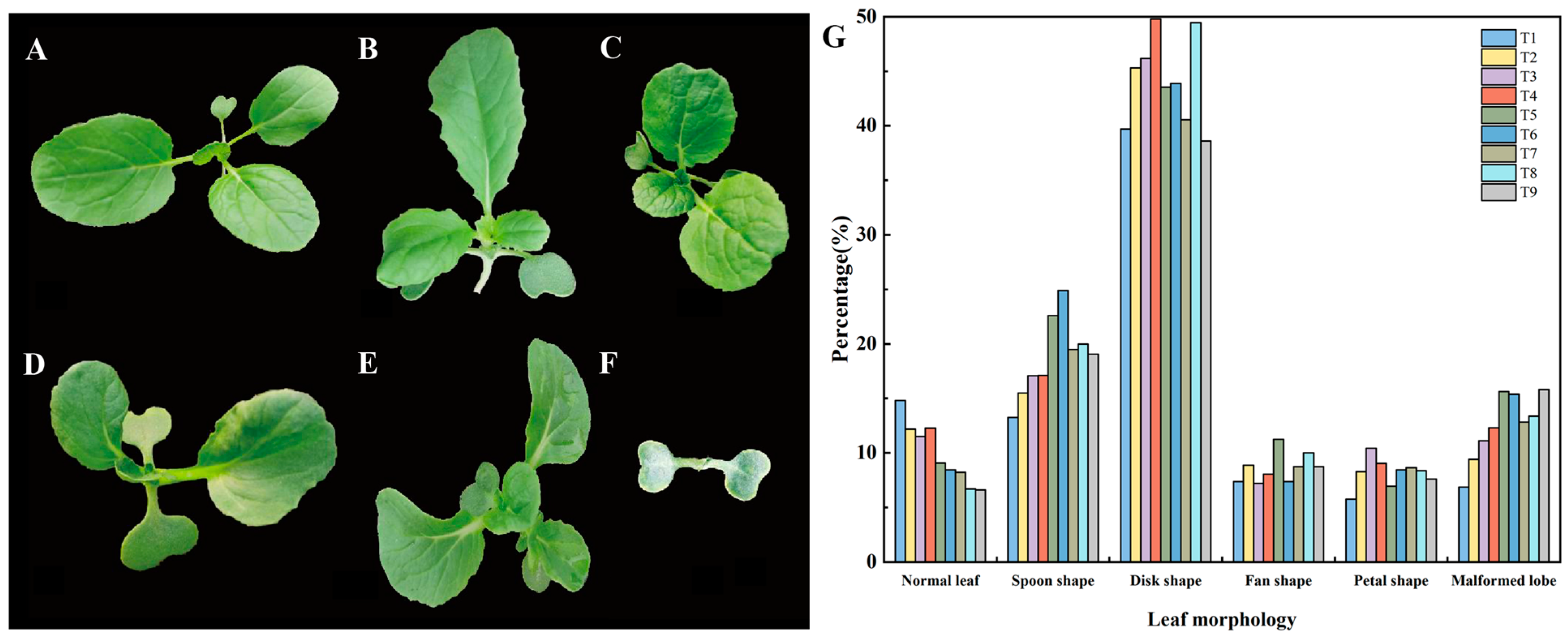 Plants 13 02341 g001