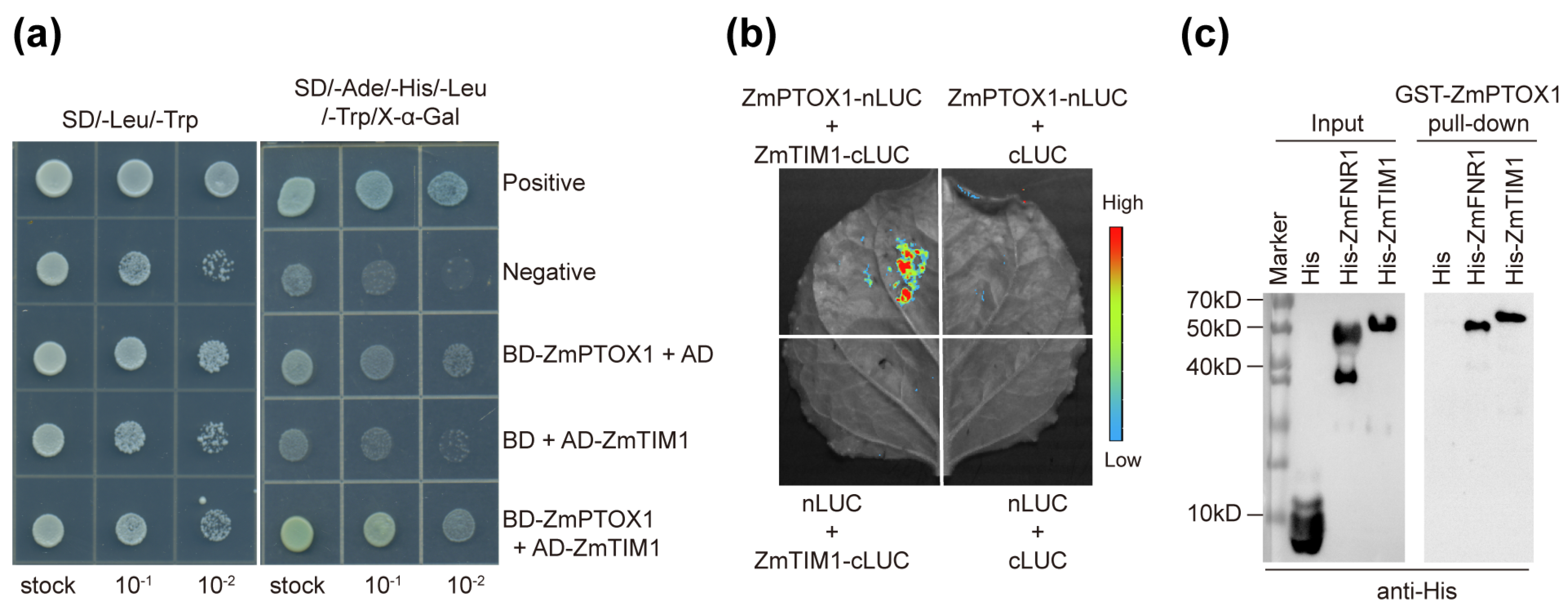 Plants 13 02346 g003 Plants 13 02346 g003