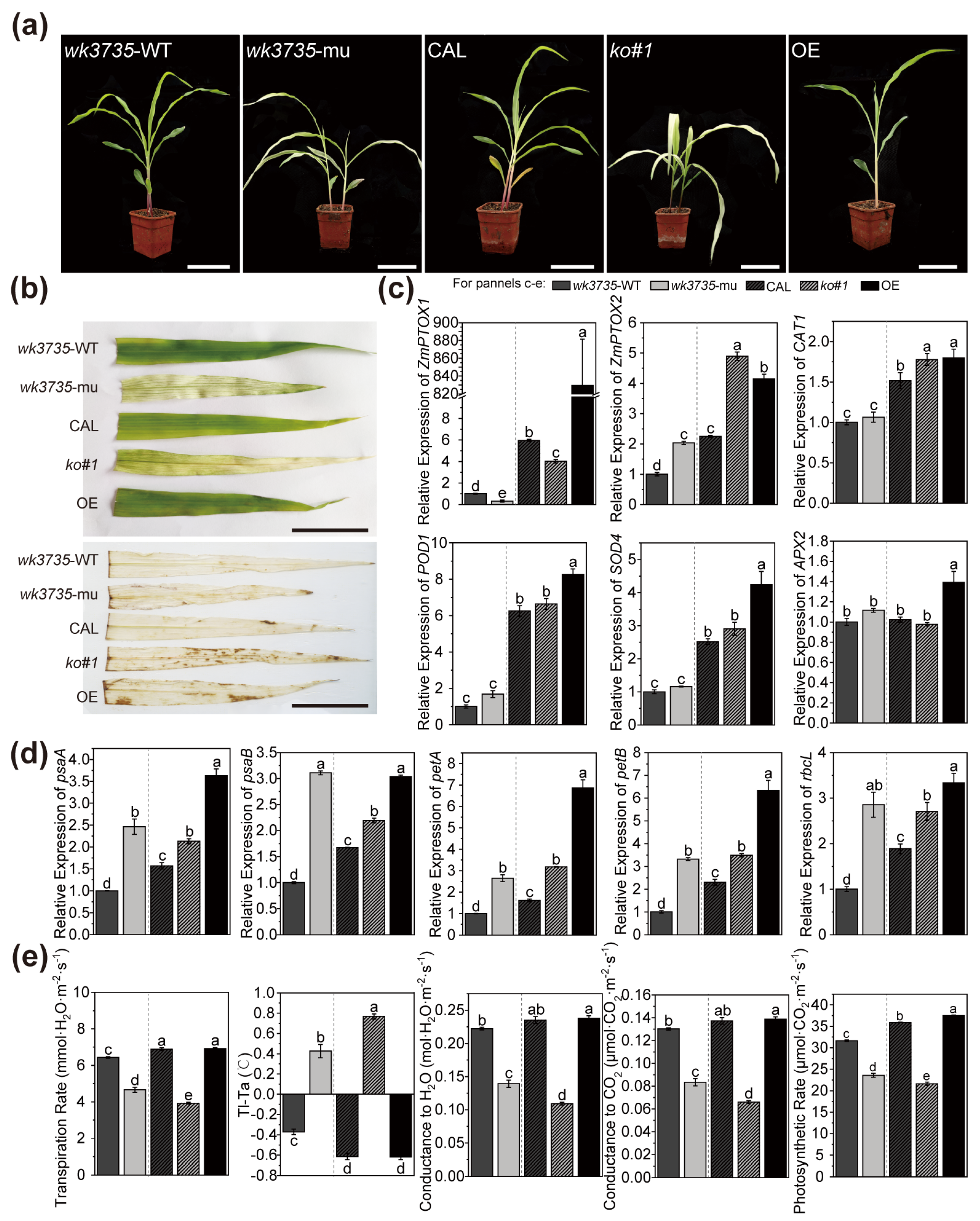 Plants 13 02346 g007 Plants 13 02346 g007