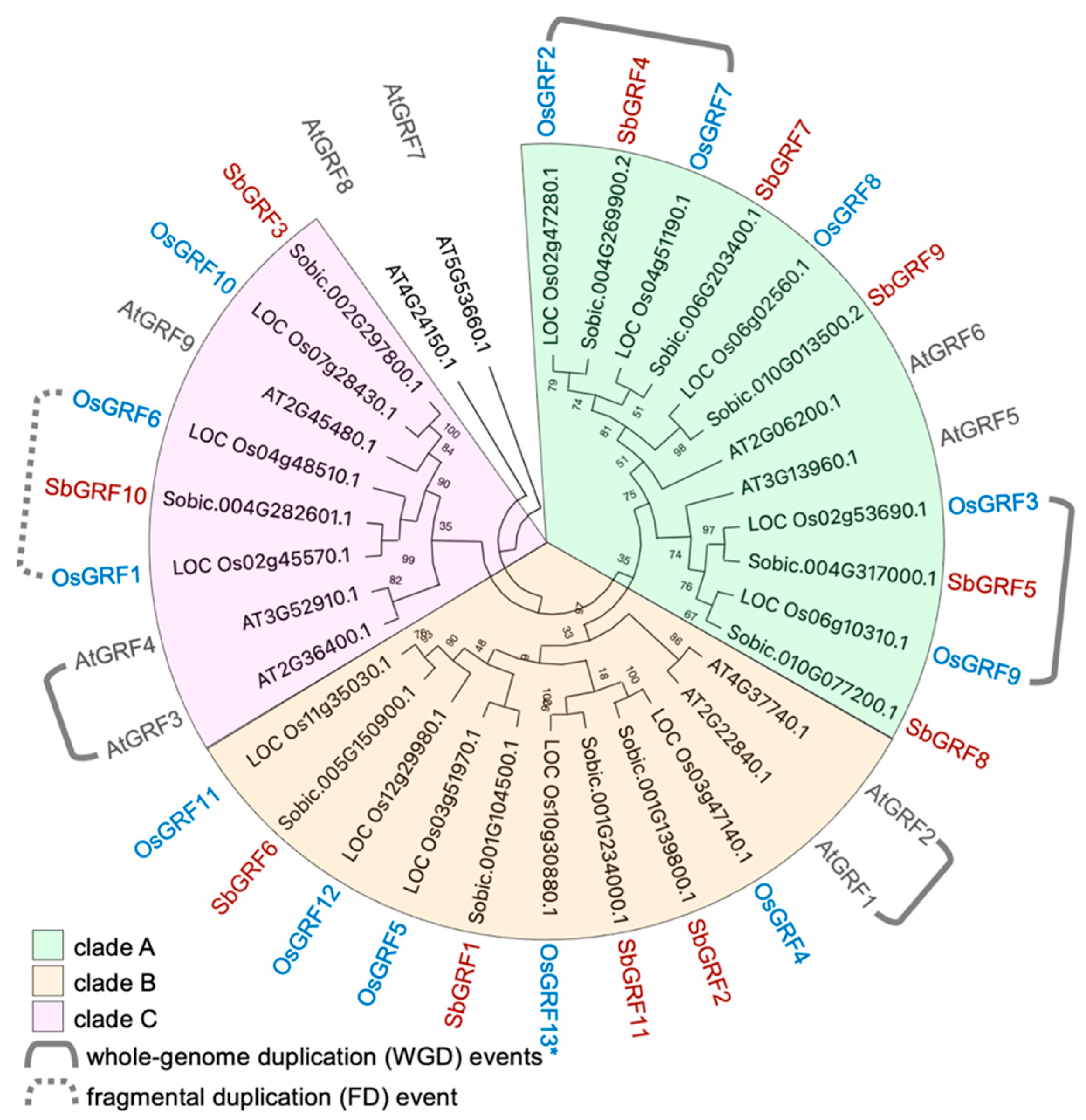 Plants 13 02352 g001
