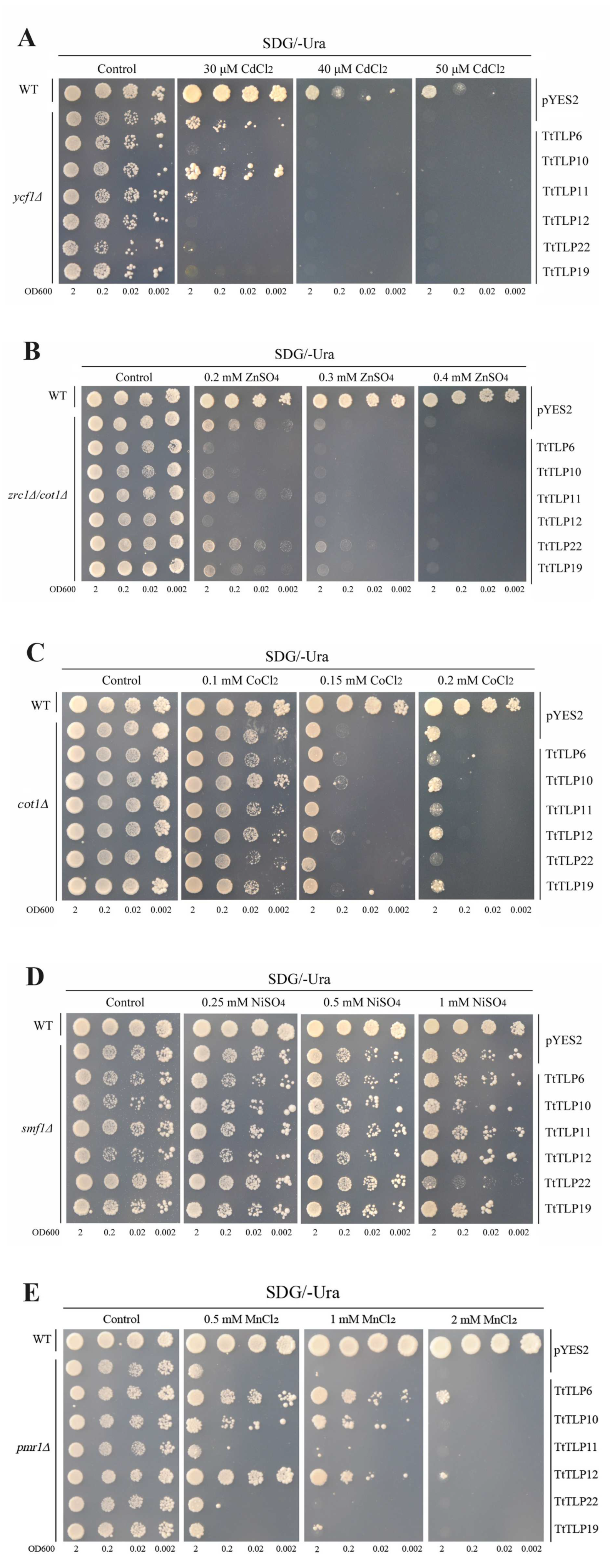 Plants 13 02355 g012