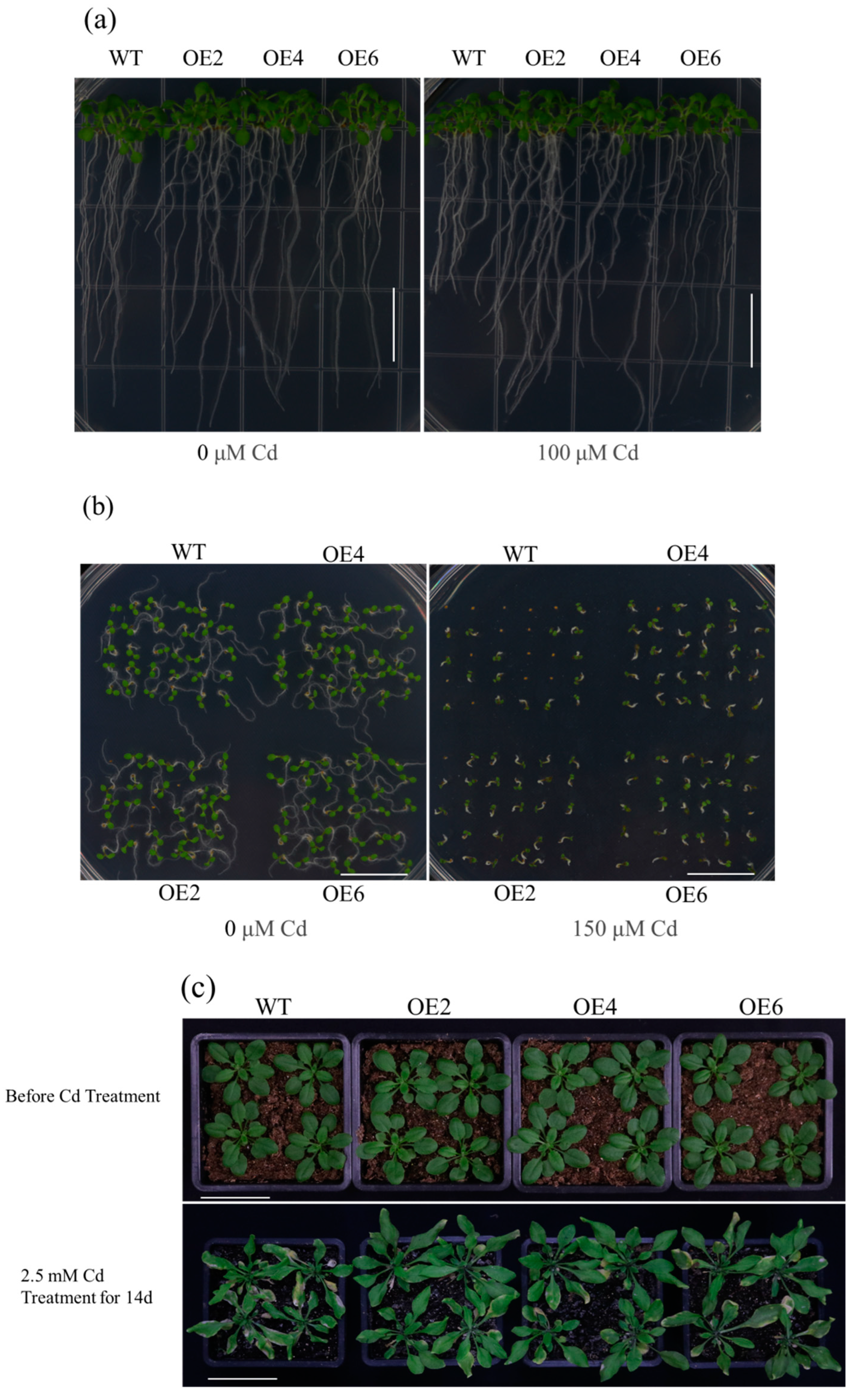 Plants 13 02370 g003