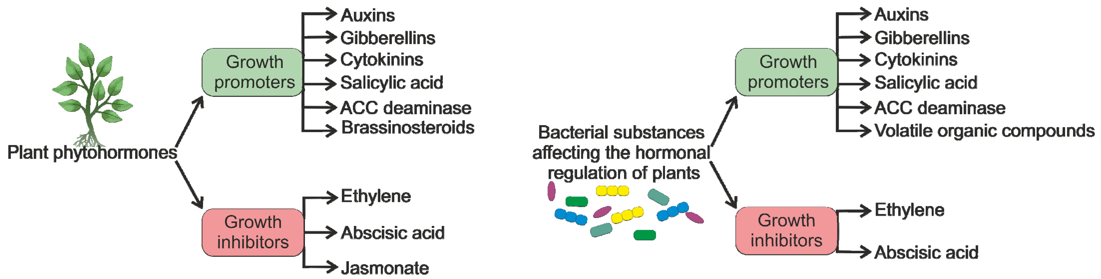 Plants 13 02371 g001