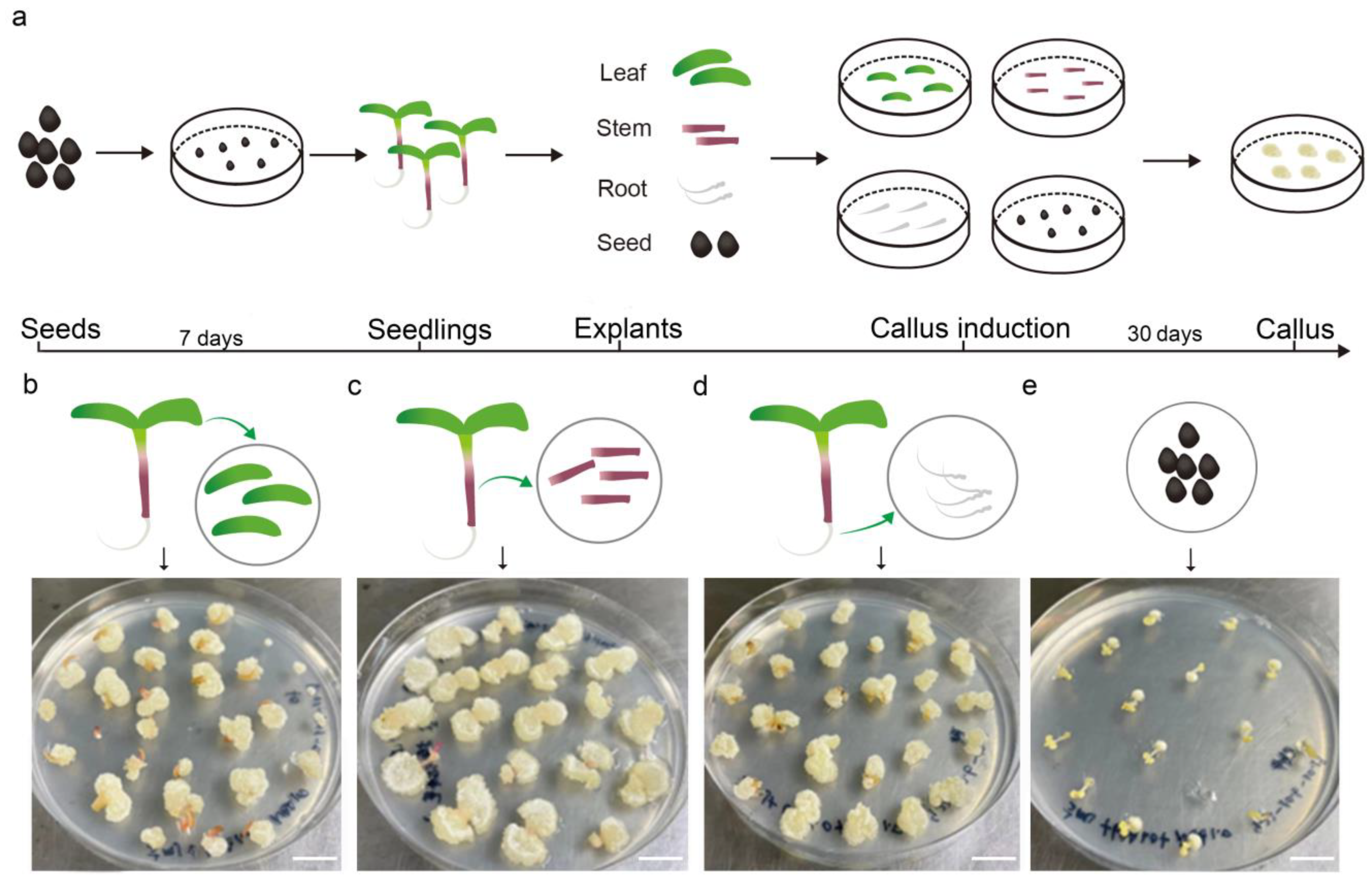 Plants 13 02390 g001