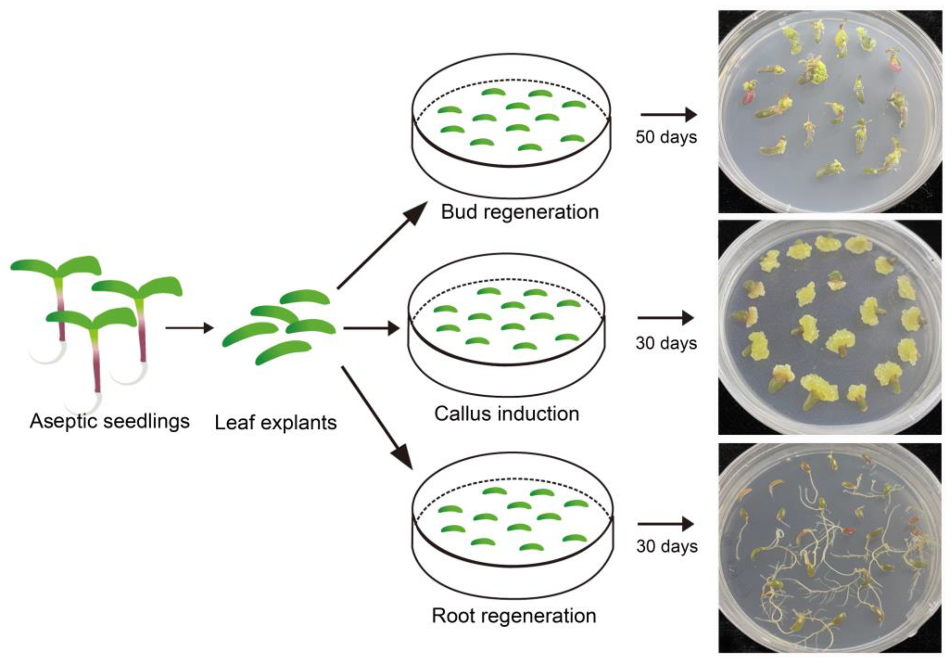 Plants 13 02390 g003