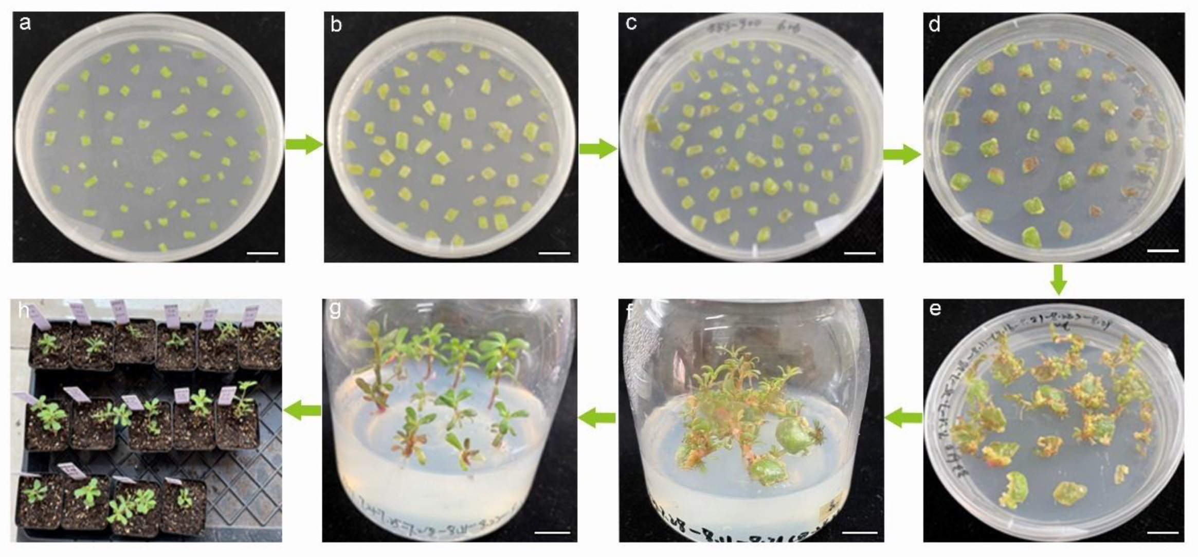 Plants 13 02390 g005