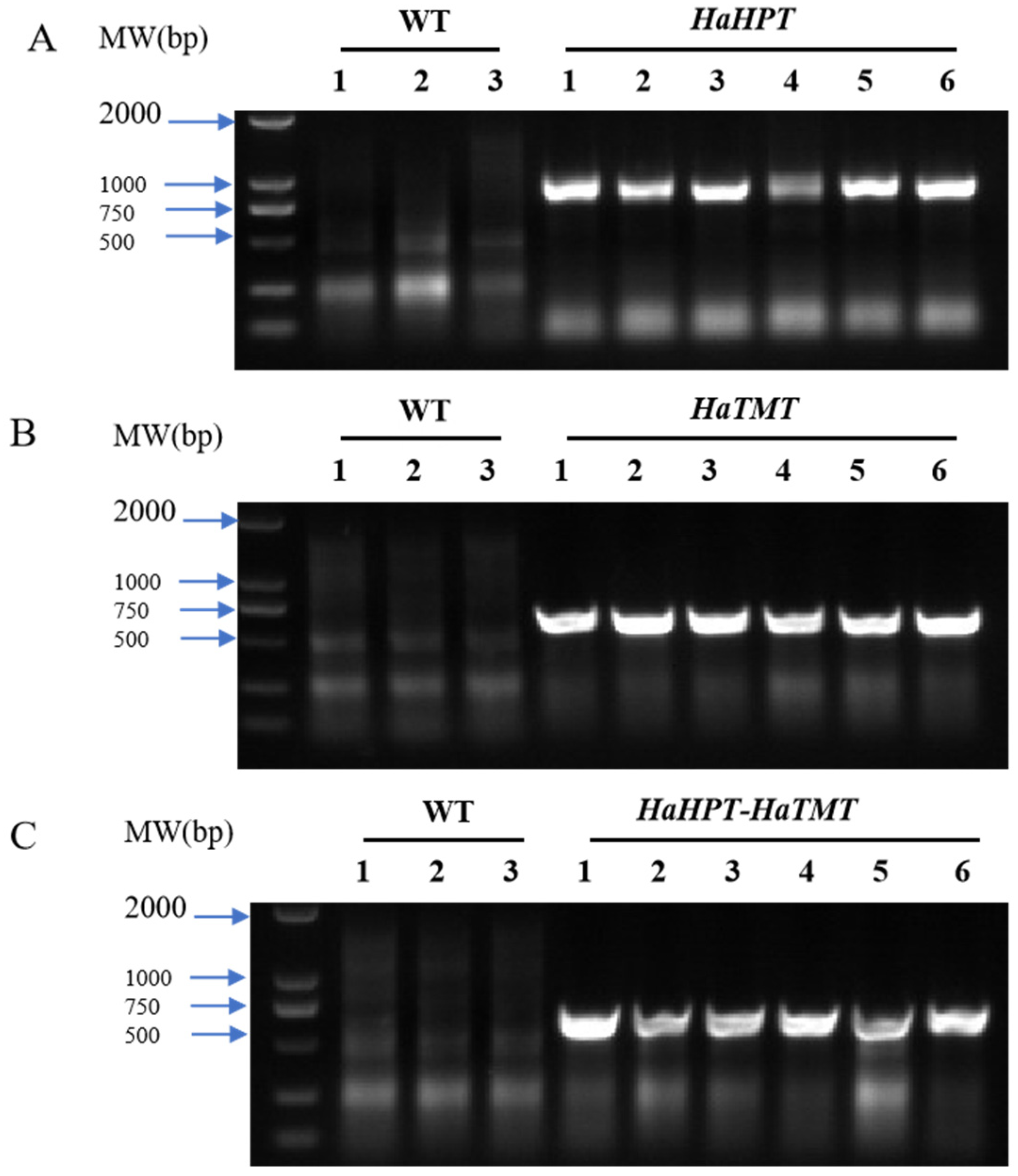 Plants 13 02392 g003