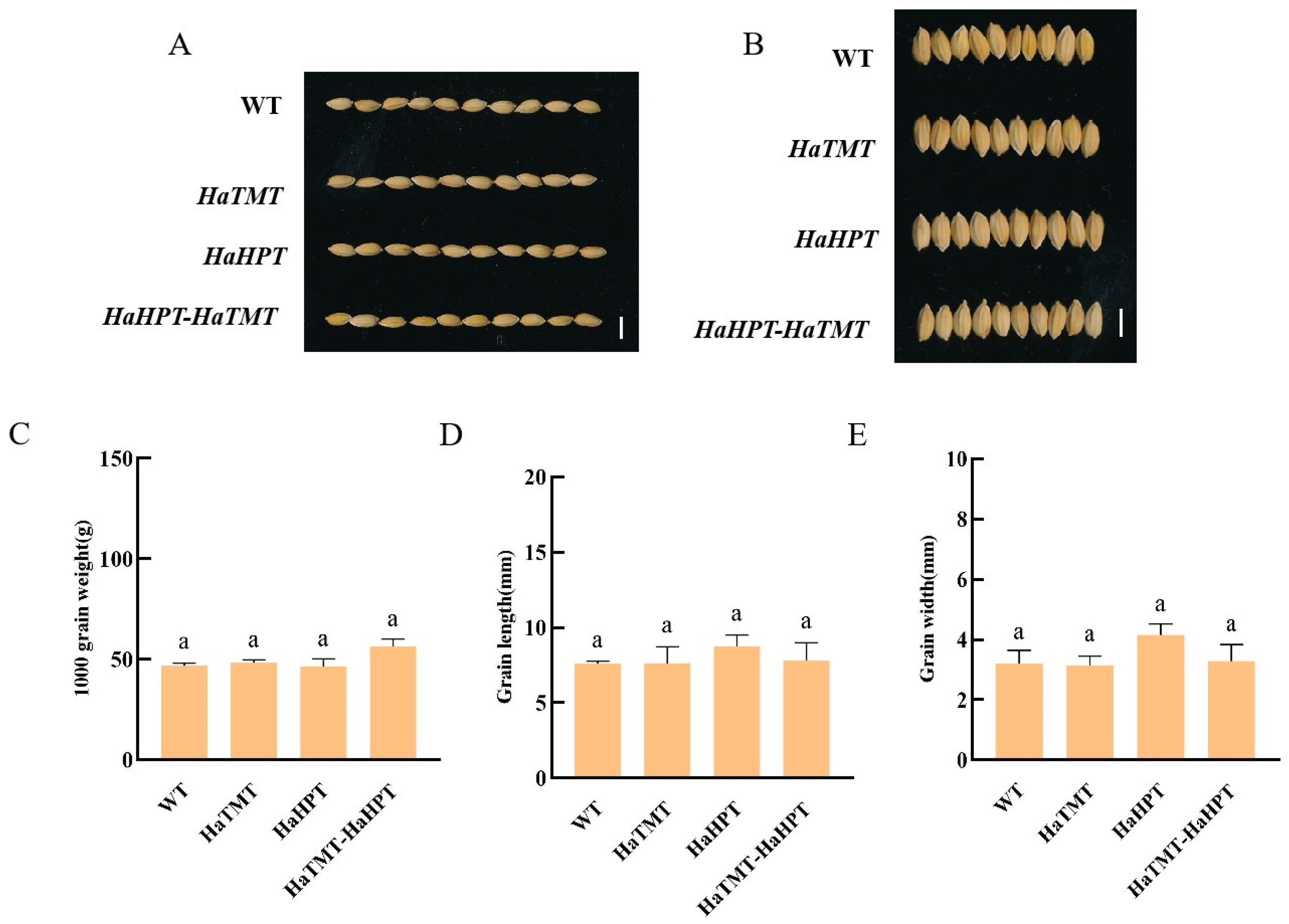 Plants 13 02392 g005