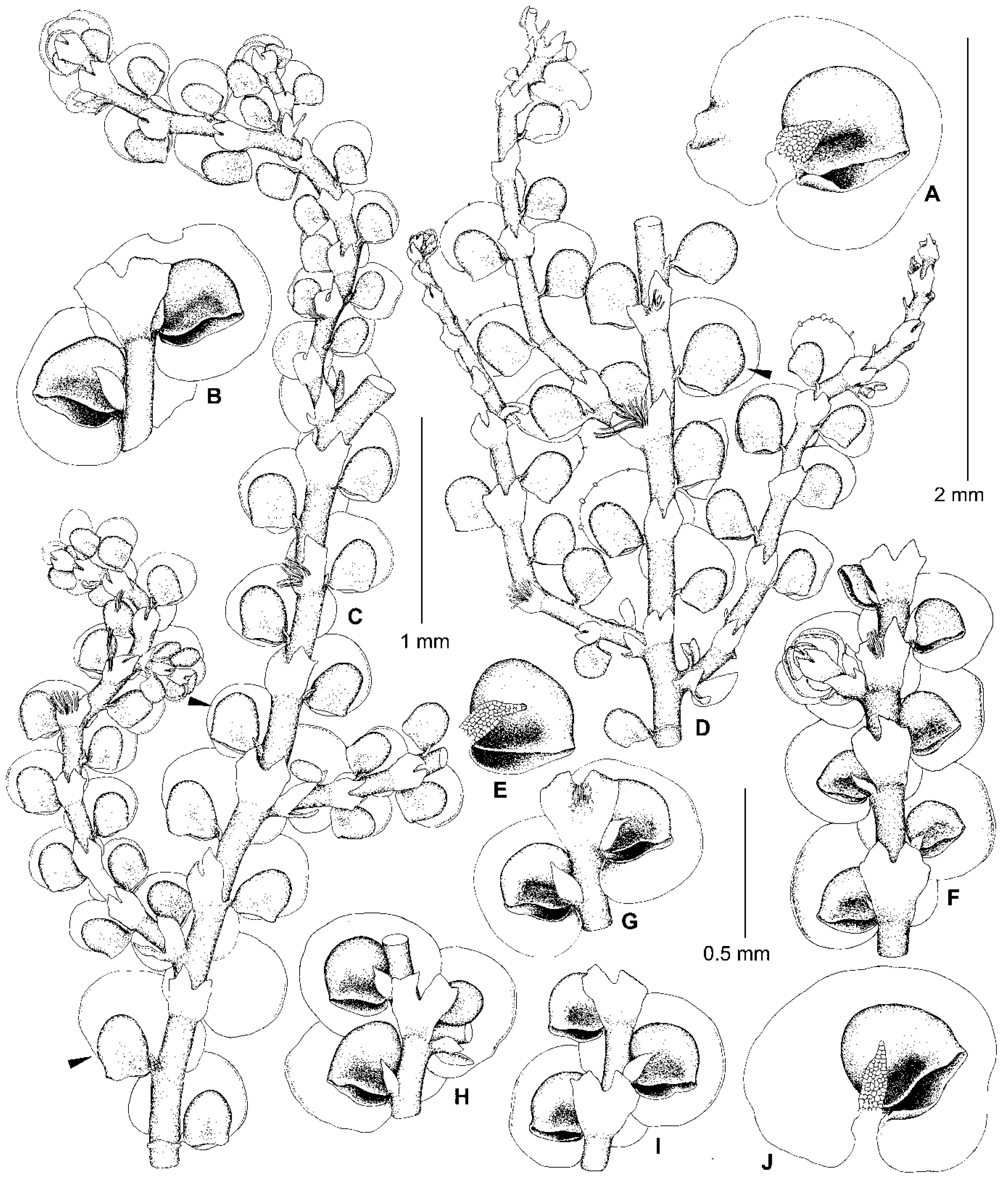 Plants 13 02397 g004 Plants 13 02397 g004