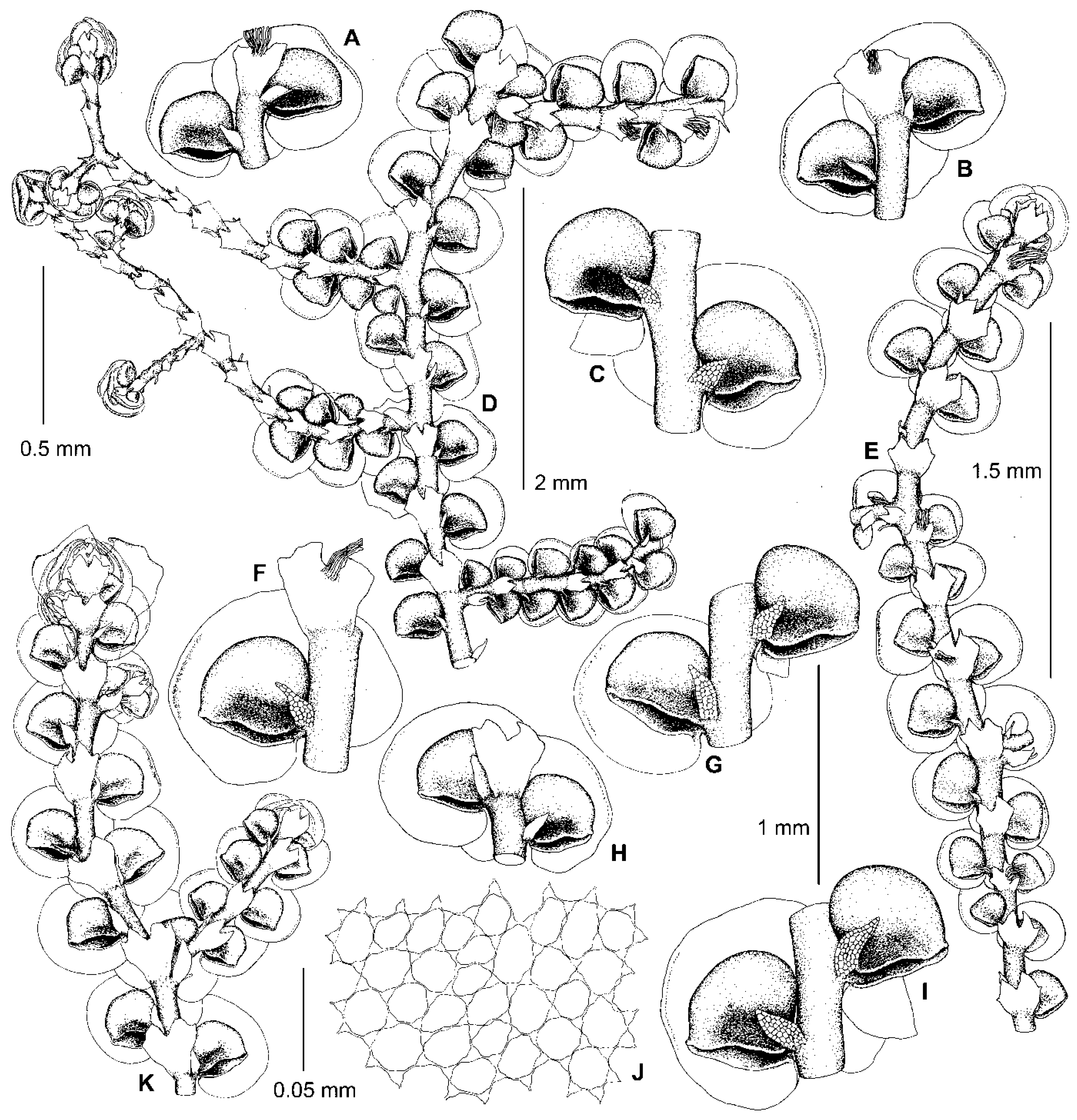 Plants 13 02397 g005 Plants 13 02397 g005