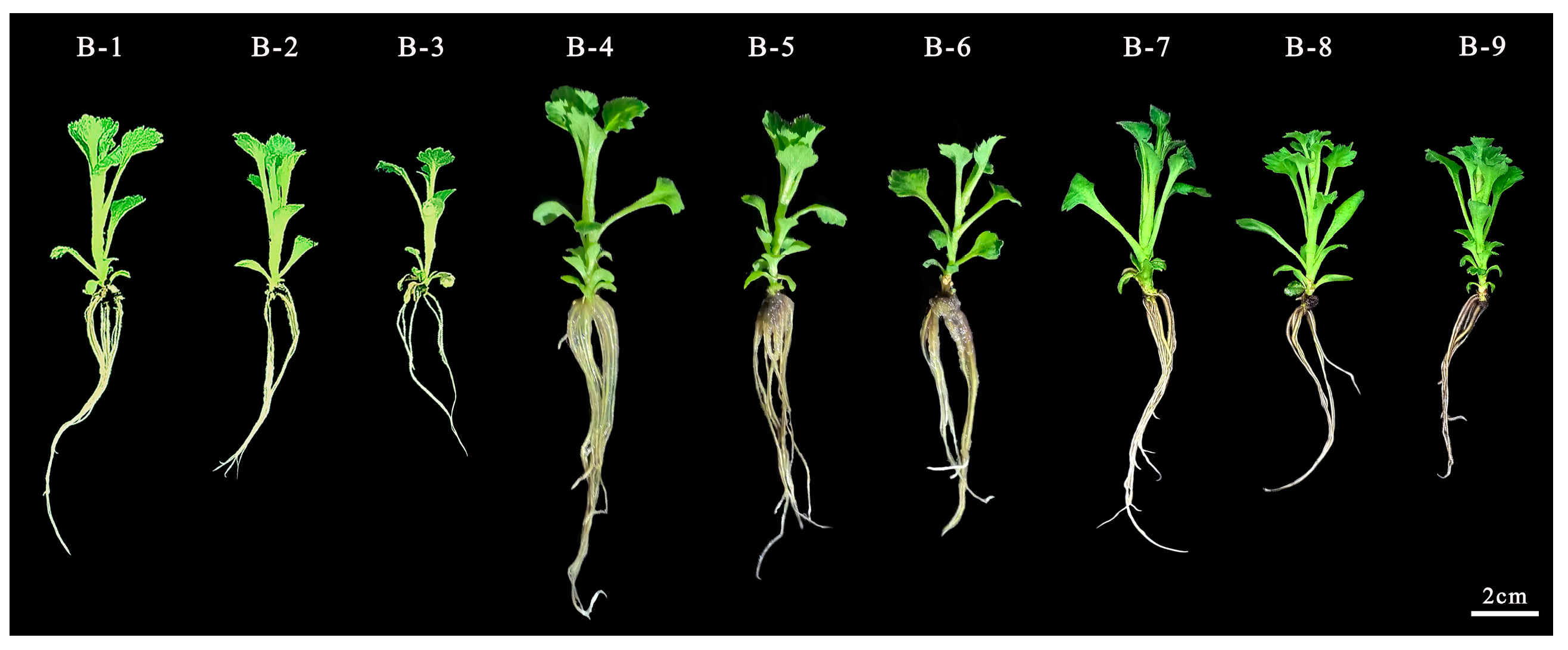 Plants 13 02403 g005