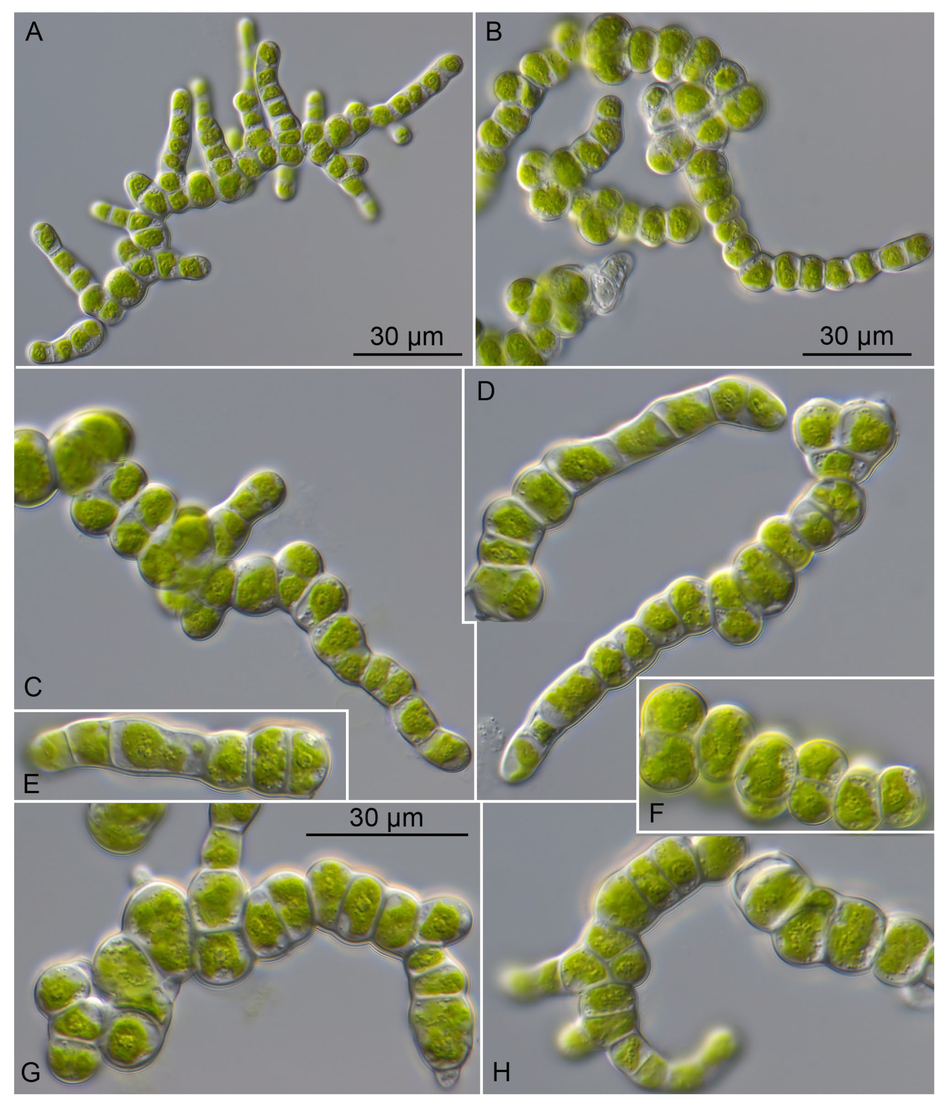 Plants 13 02405 g006