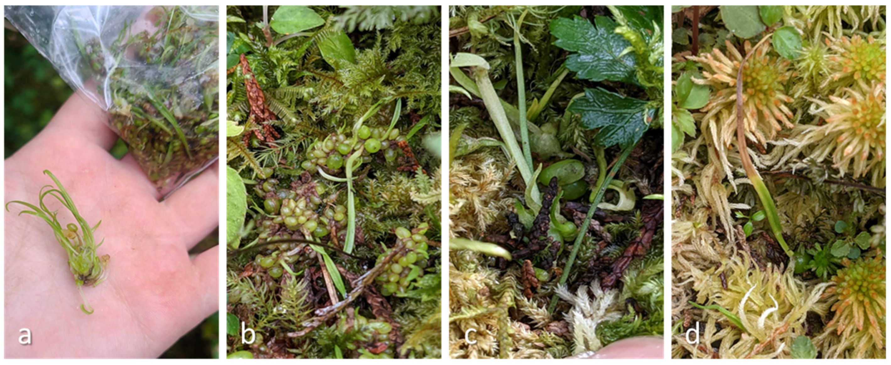 Plants 13 02414 g011