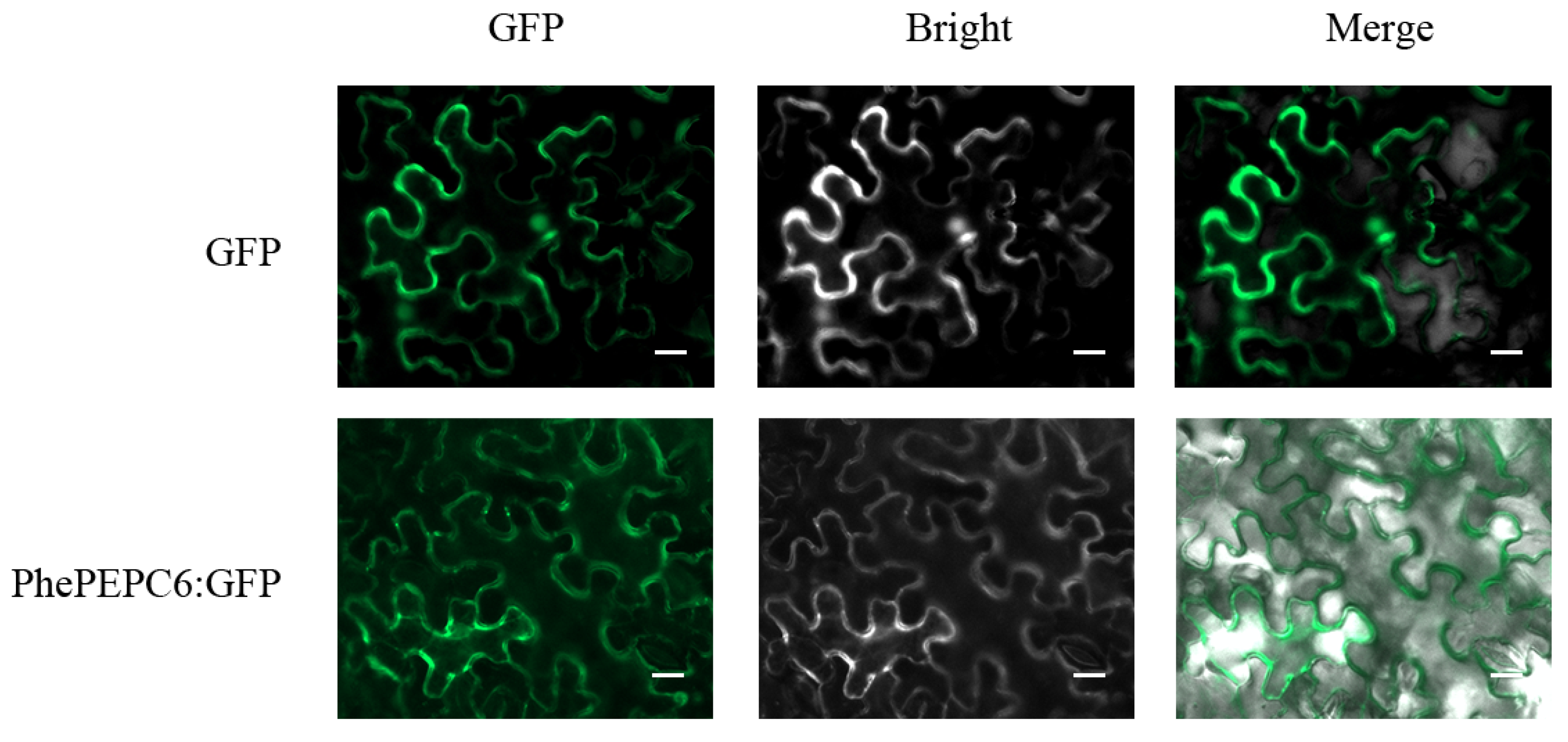 Plants 13 02426 g011