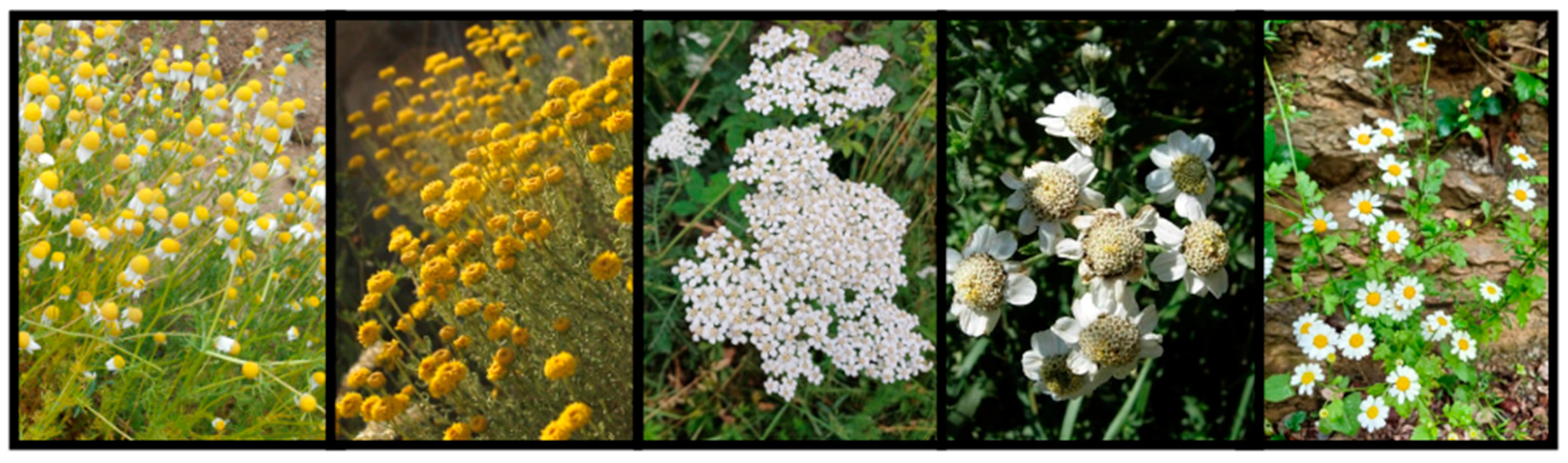 Plants 13 02453 g002