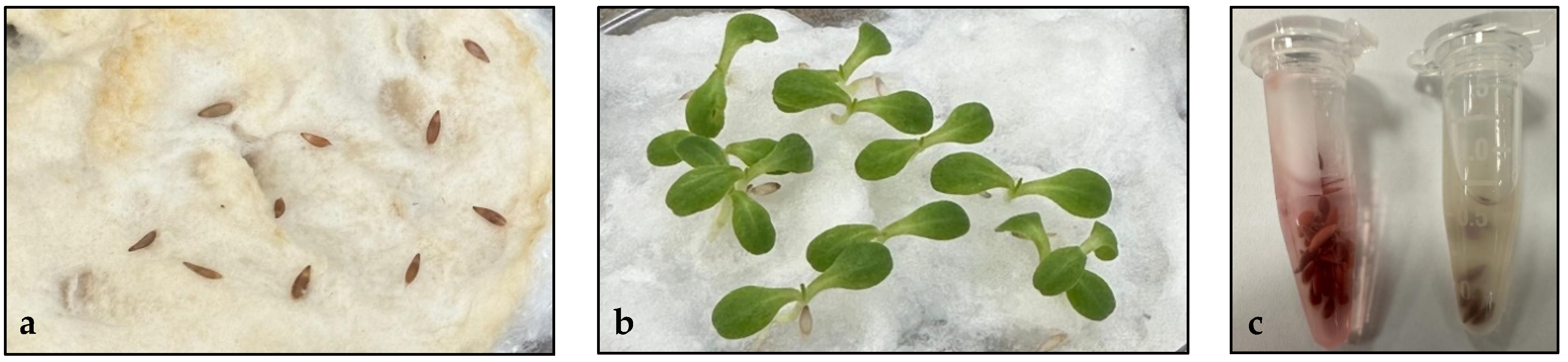 Plants 13 02460 g001 Plants 13 02460 g001