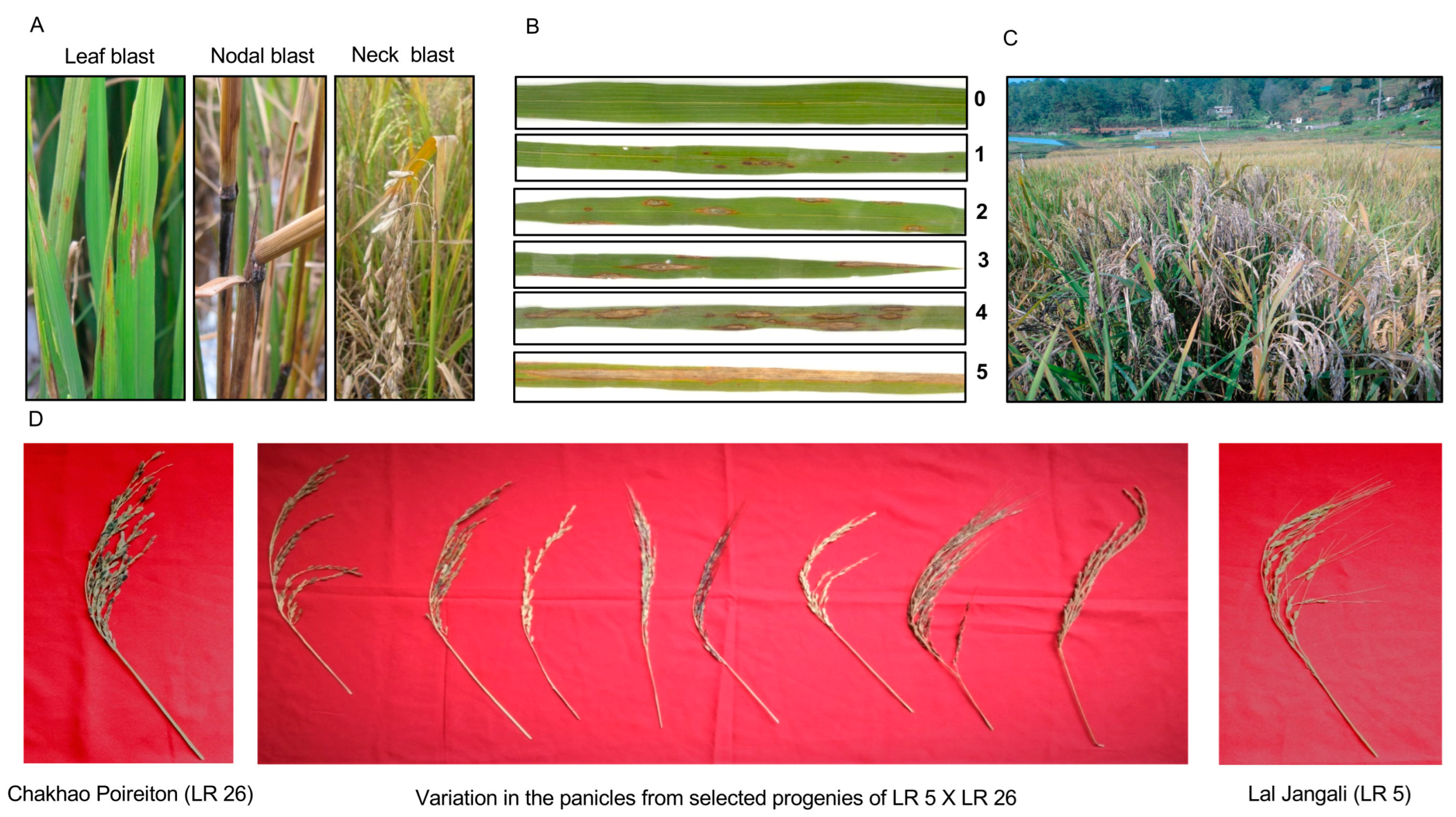 Plants 13 02475 g001