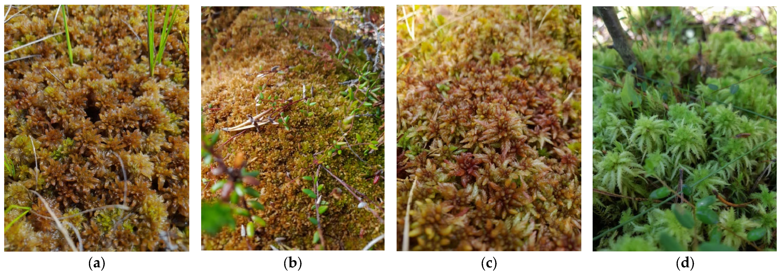 Plants 13 02478 g002