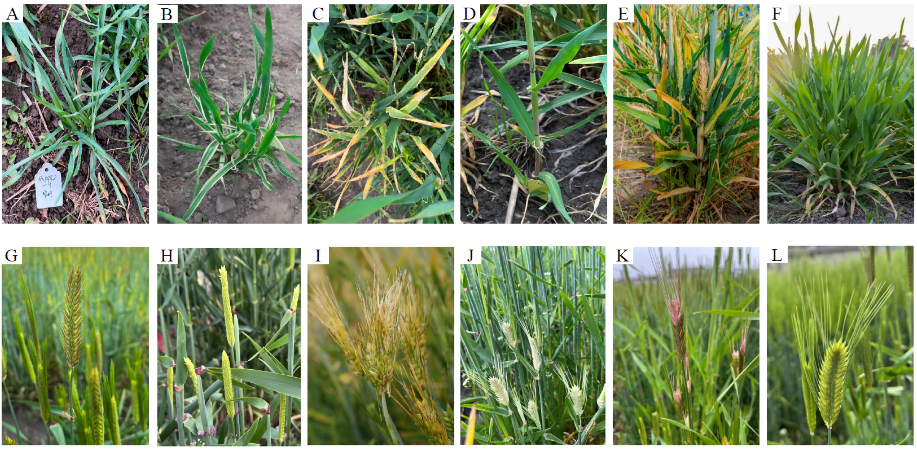 Plants 13 02490 g002