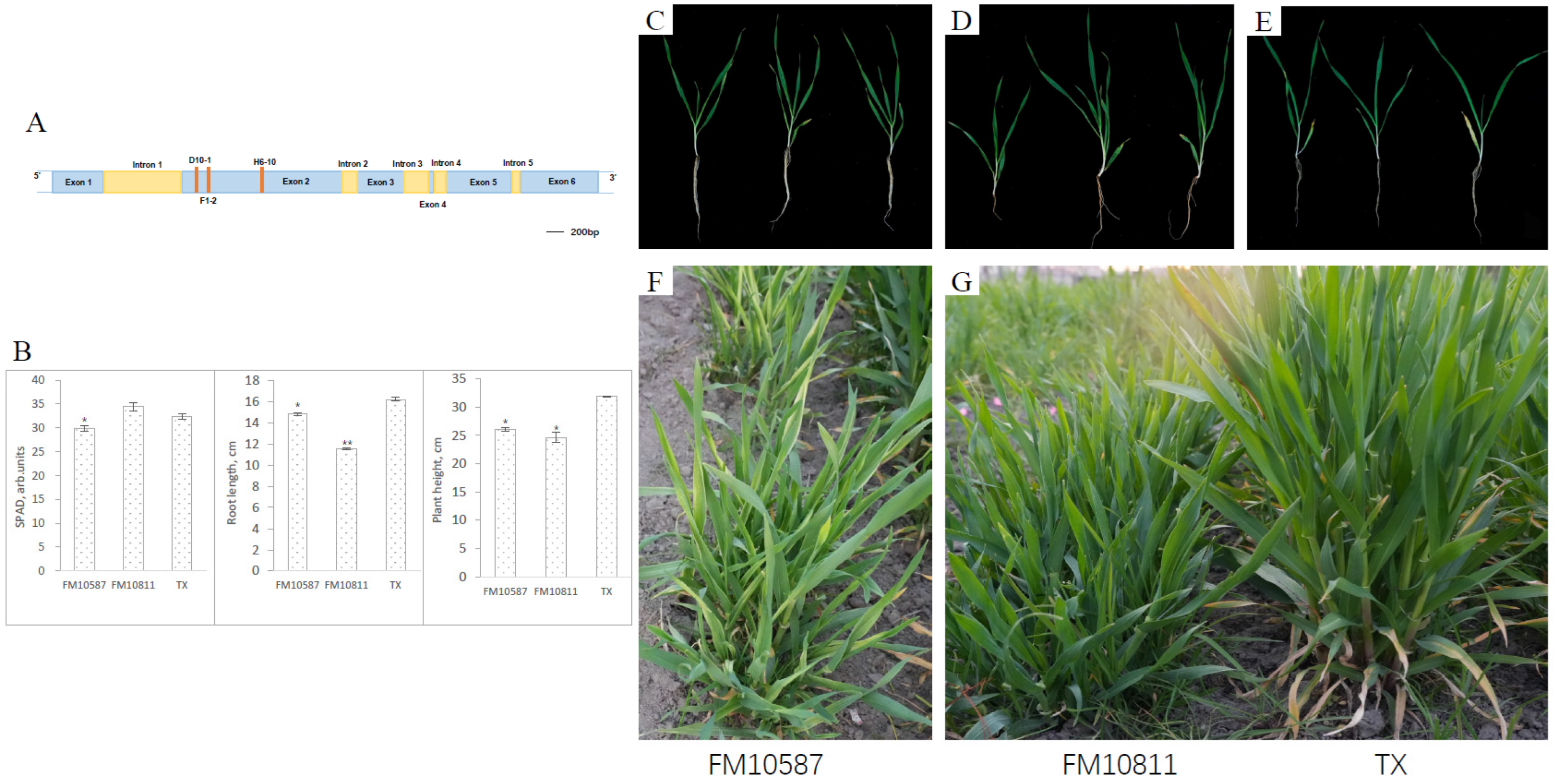 Plants 13 02490 g003