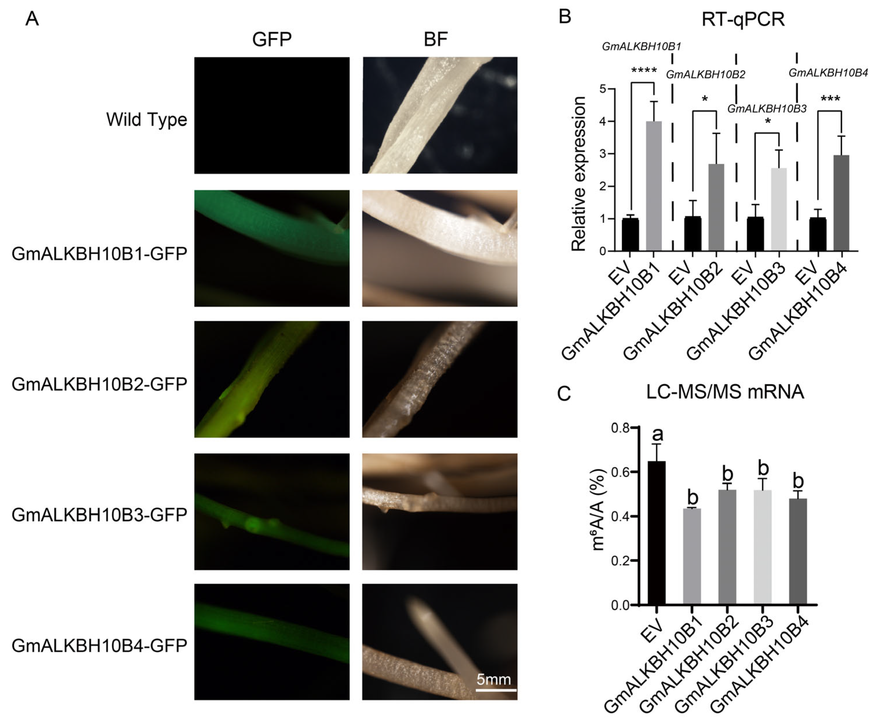 Plants 13 02491 g005