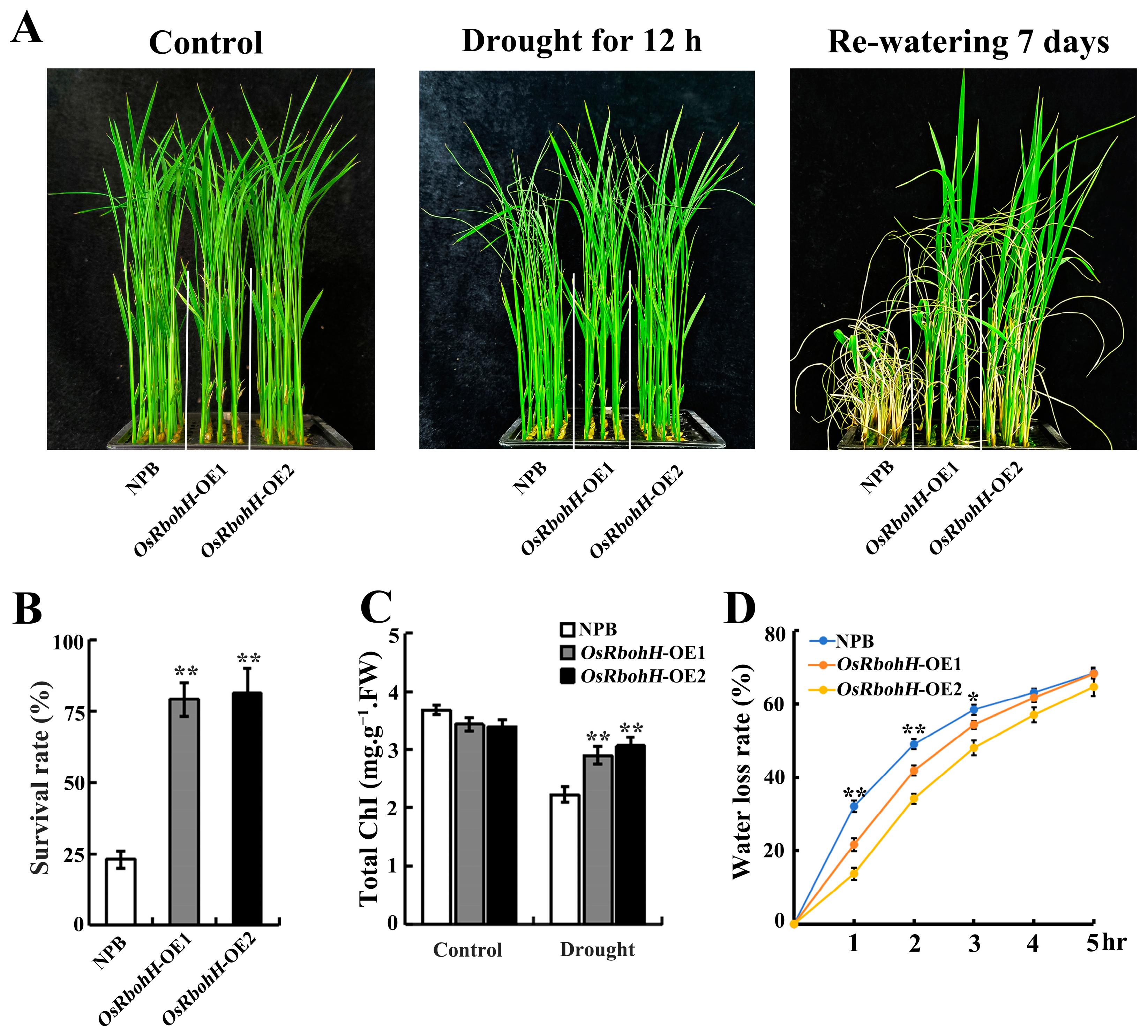 Plants 13 02494 g003