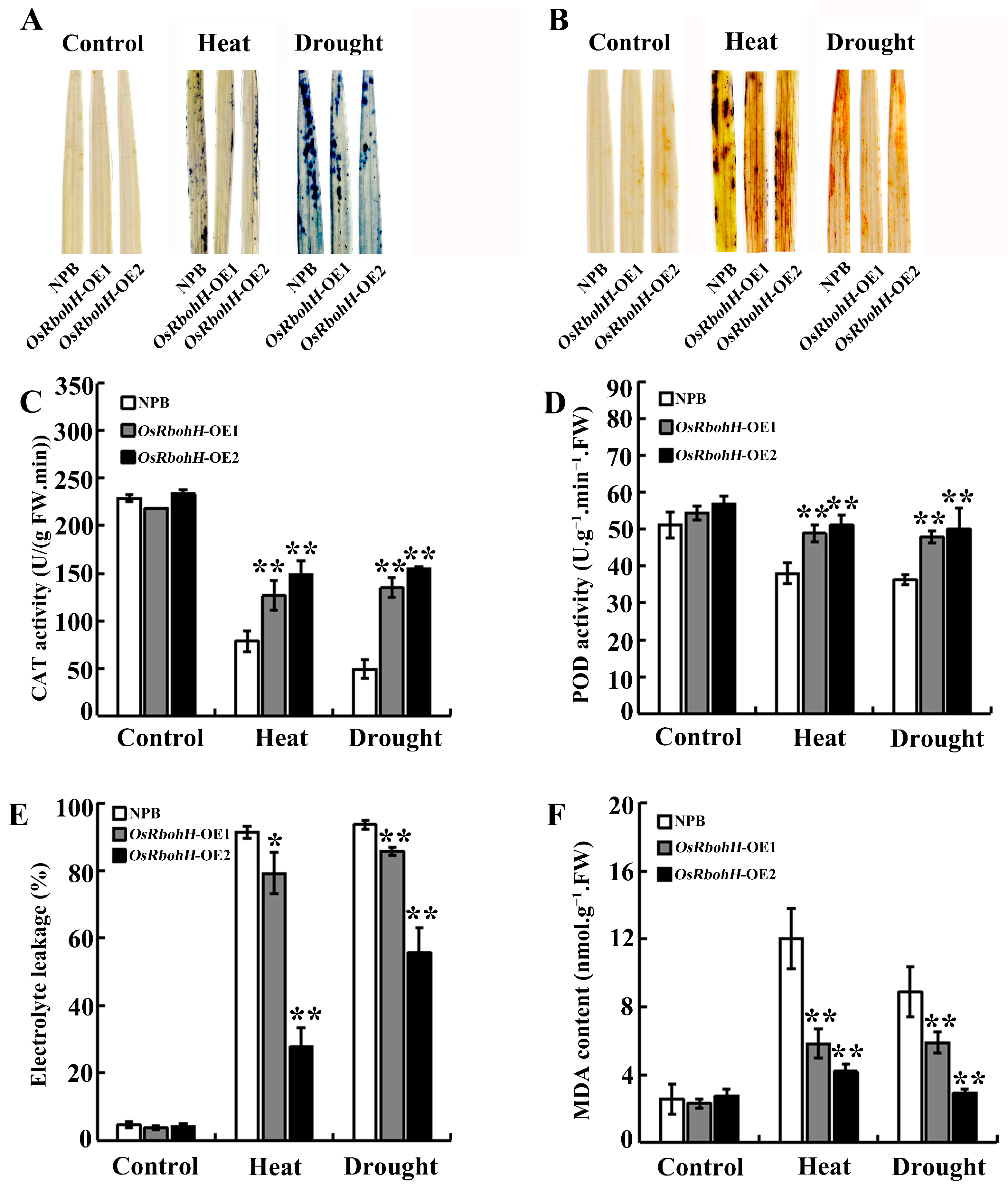 Plants 13 02494 g004
