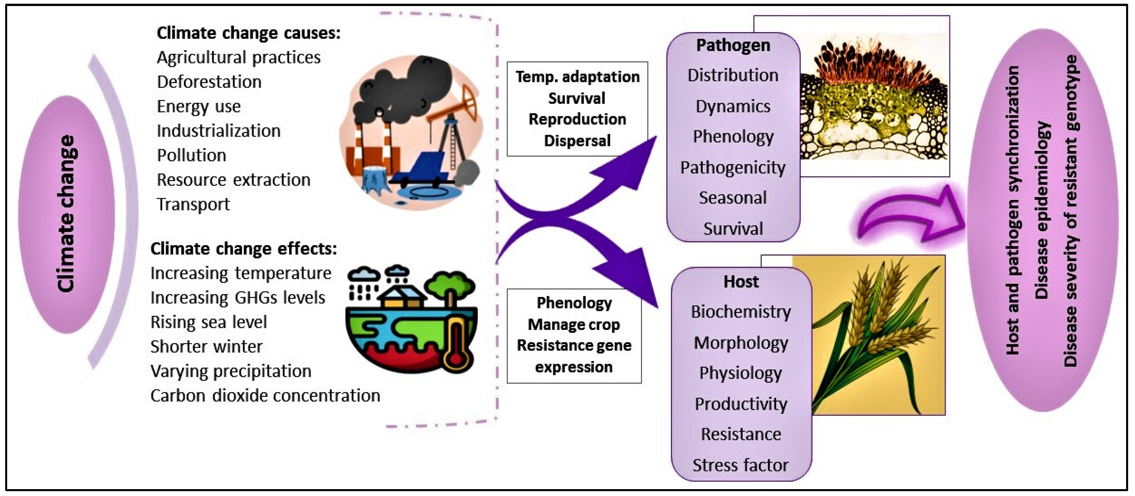 Plants 13 02502 g004