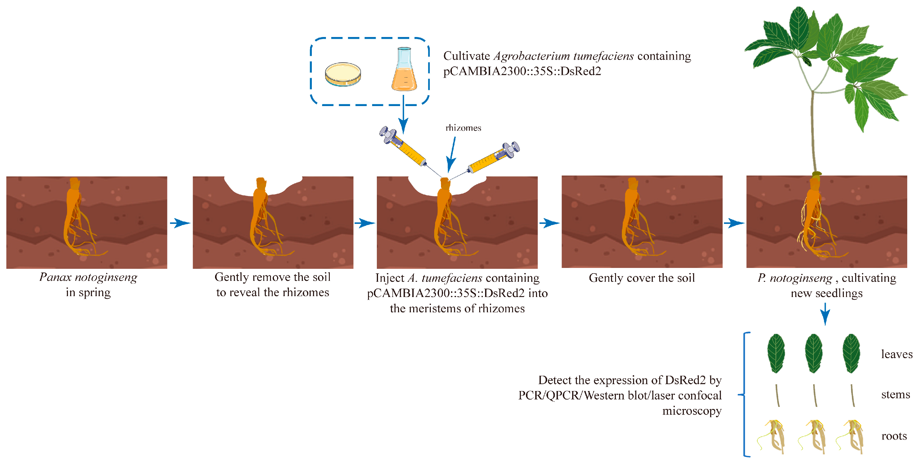 Plants 13 02509 g001