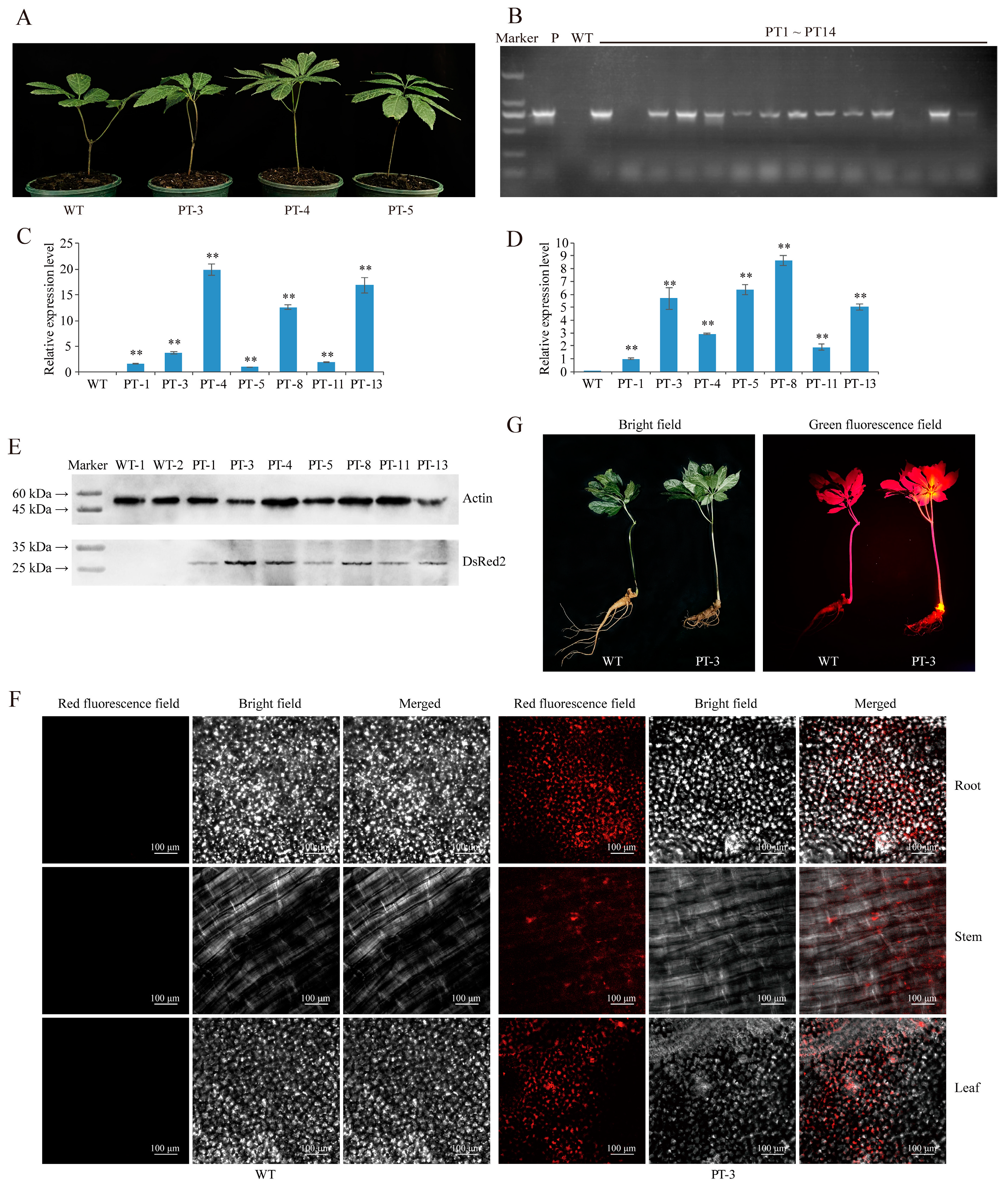 Plants 13 02509 g002