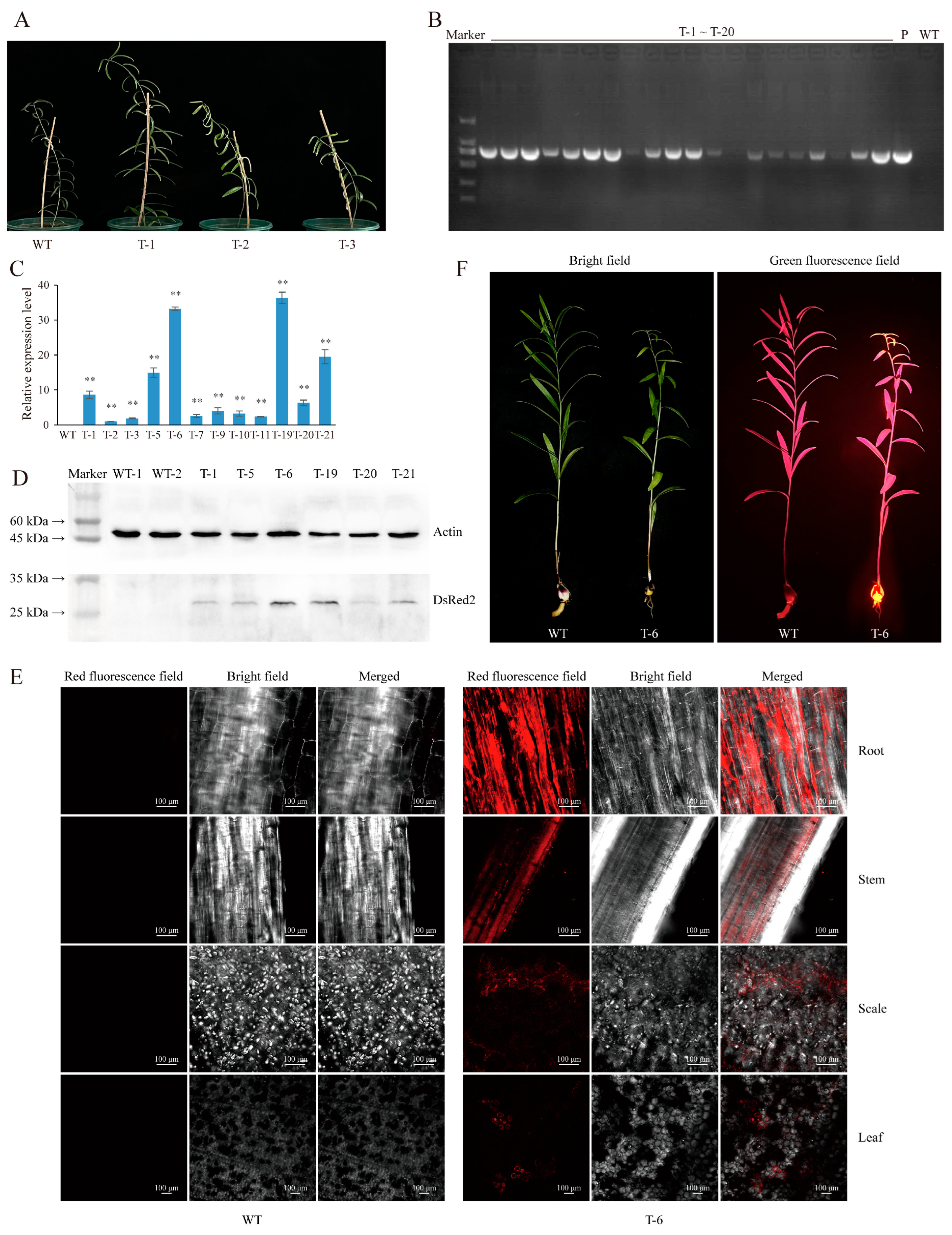 Plants 13 02509 g004