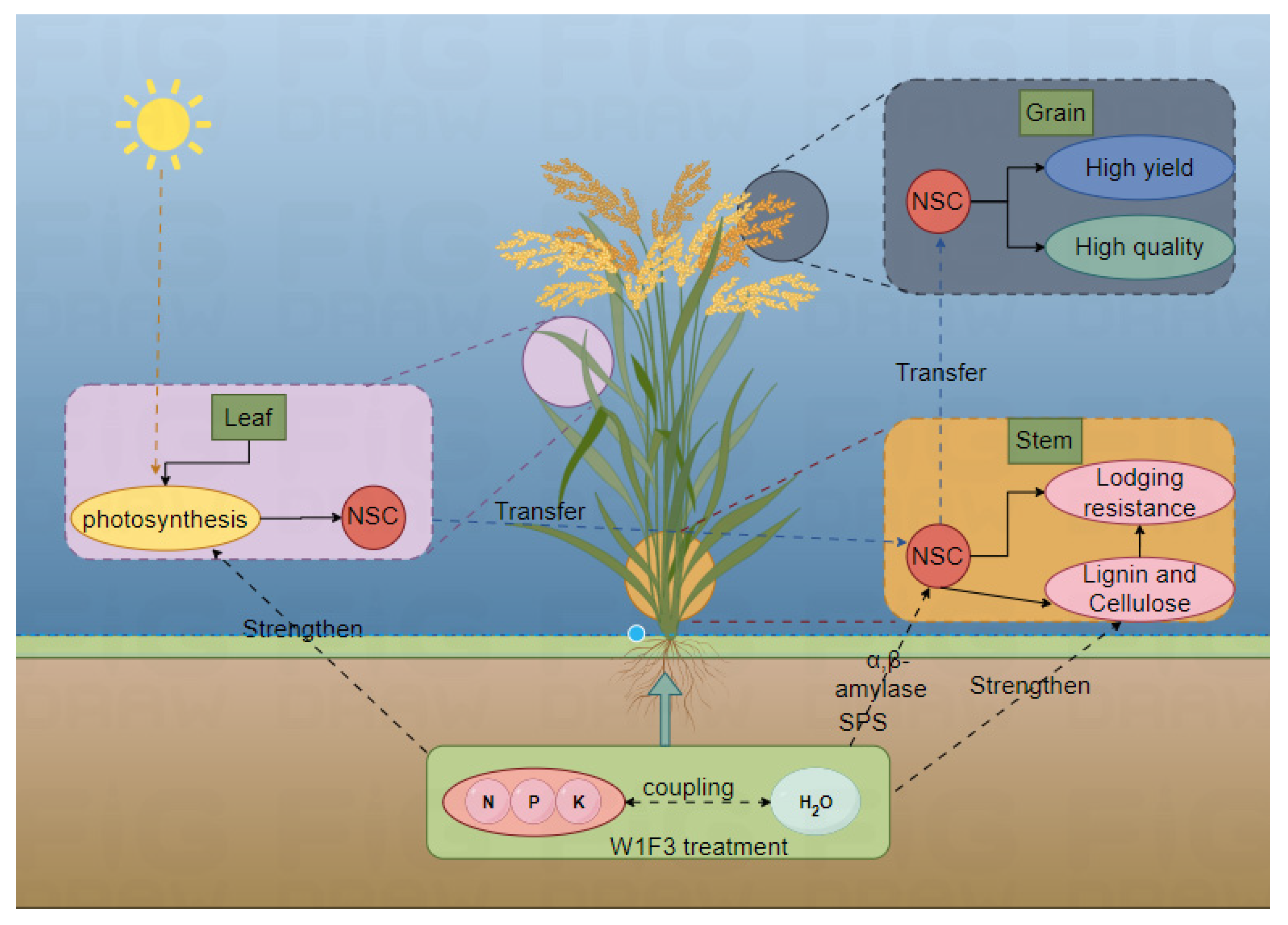 Plants 13 02518 g010
