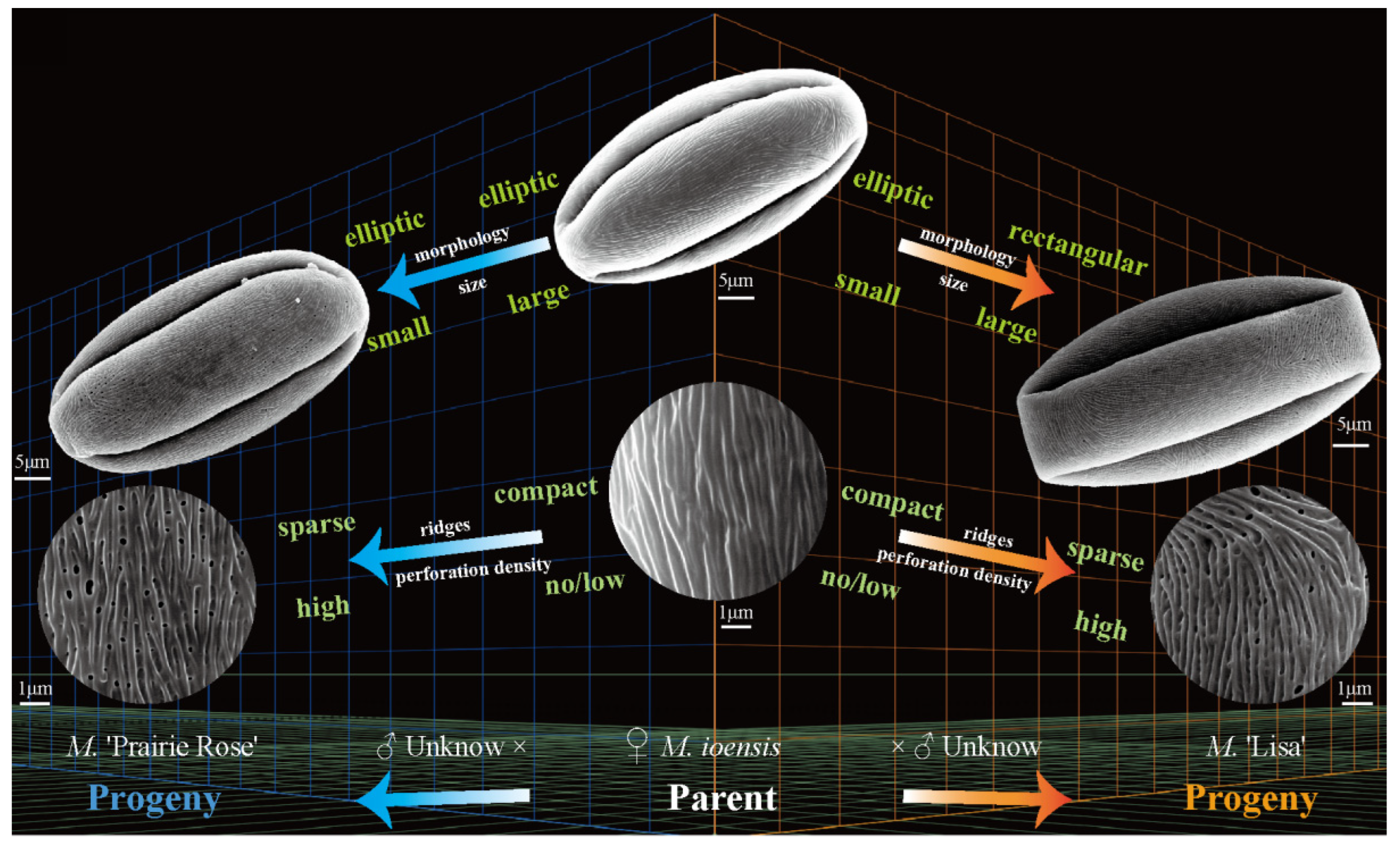 Plants 13 02522 g005